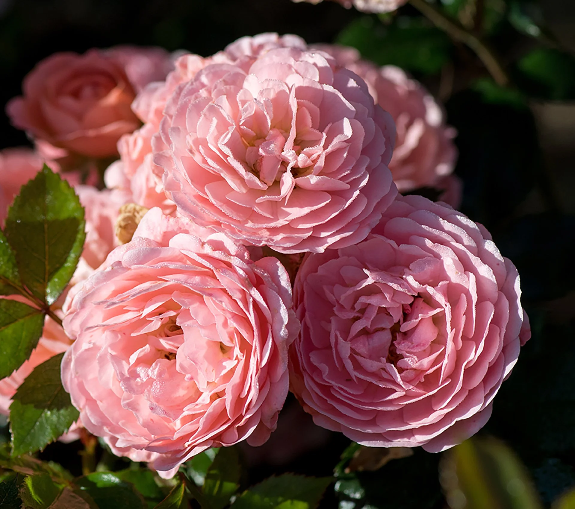 Close-up of pink roses with lush green leaves in the background.