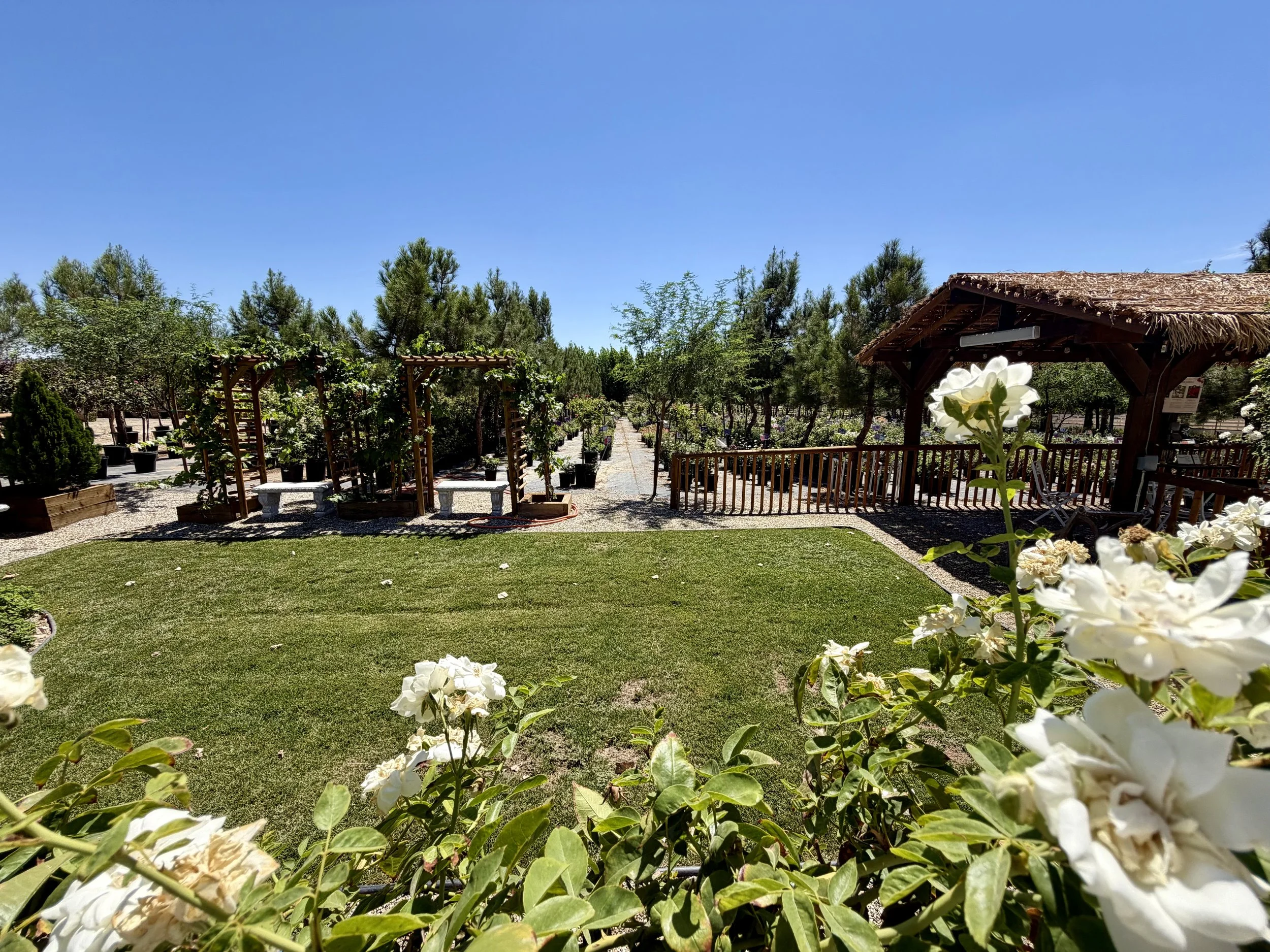A garden with a wooden gazebo, lush green trees, gravel paths, and white flowers in the foreground under a clear blue sky.