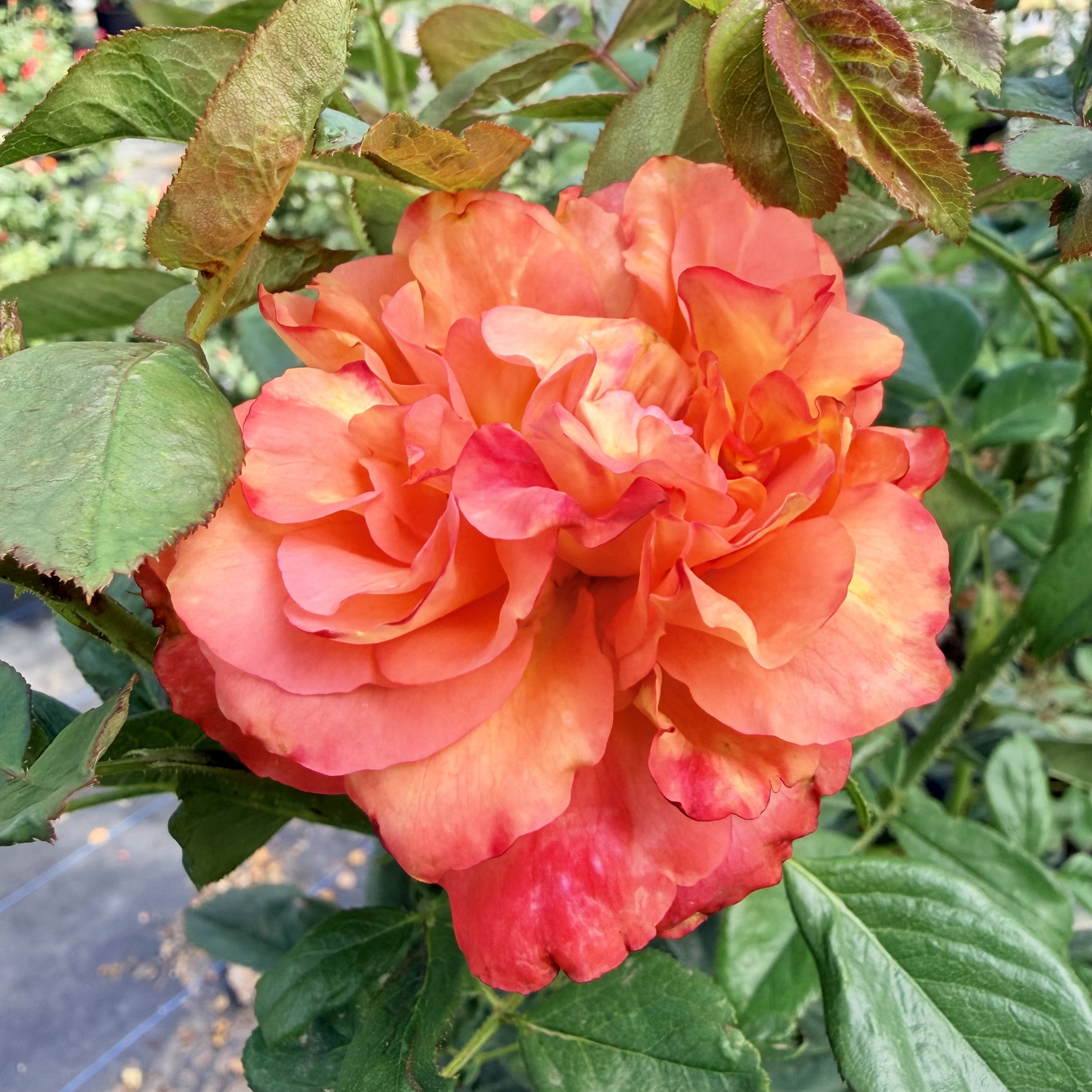 Close-up of a vibrant orange rose in full bloom surrounded by green leaves.