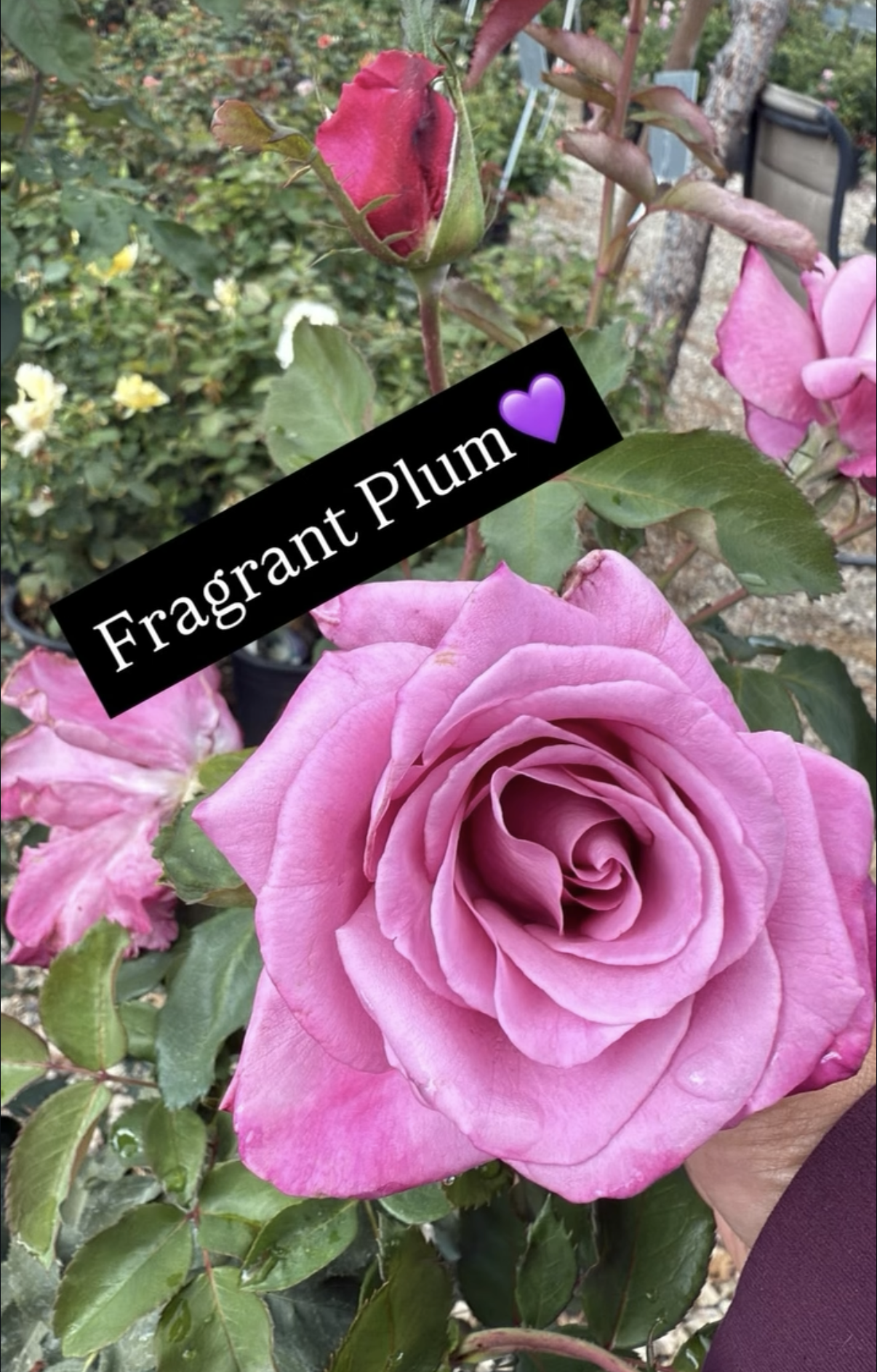 A close-up of a pink rose with a budding rose above it, with green leaves and a garden background. The photo has a black label saying 'Fragrant Plum' with a purple heart.