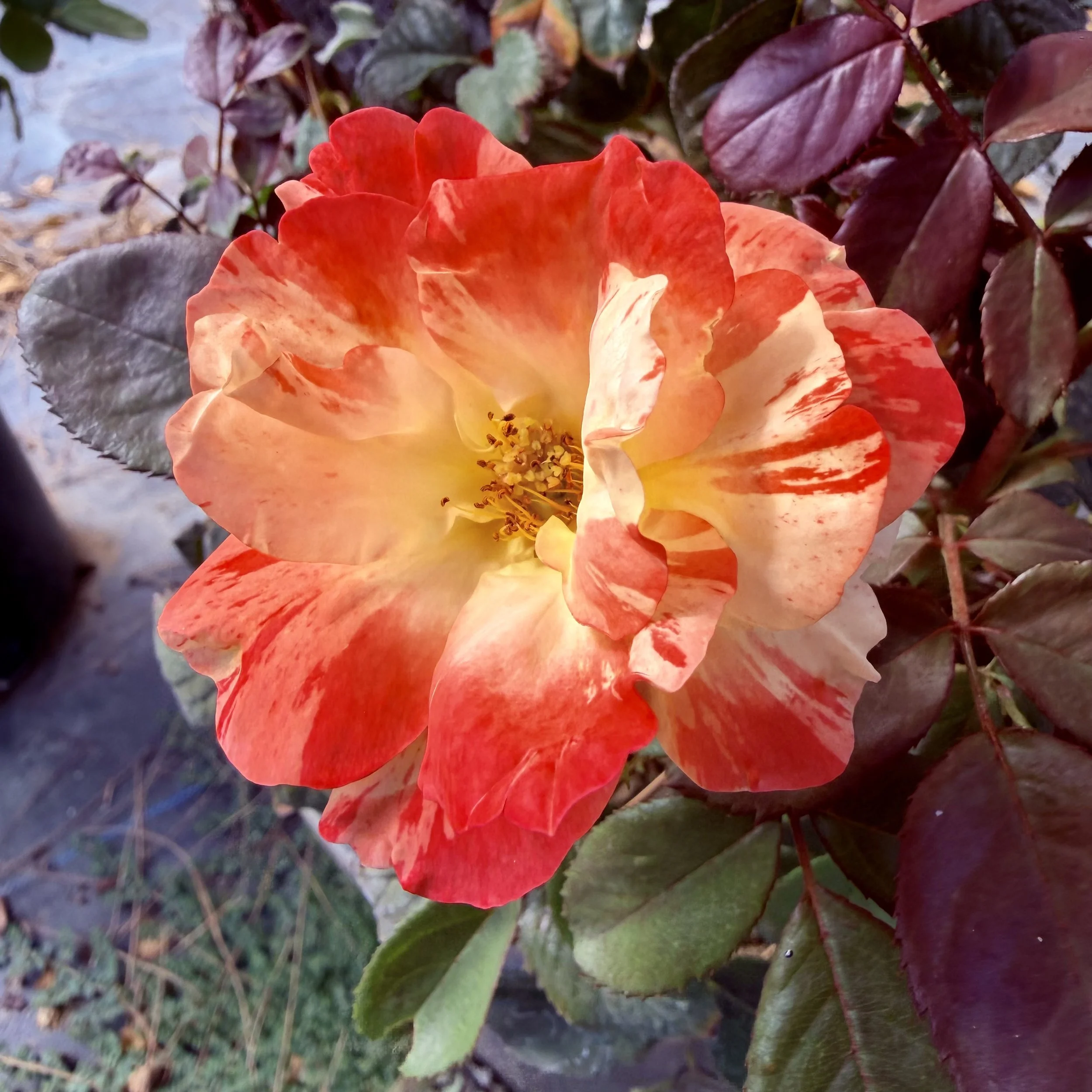 Close-up of a vibrant orange and yellow rose with lush dark purple and green leaves in the background.