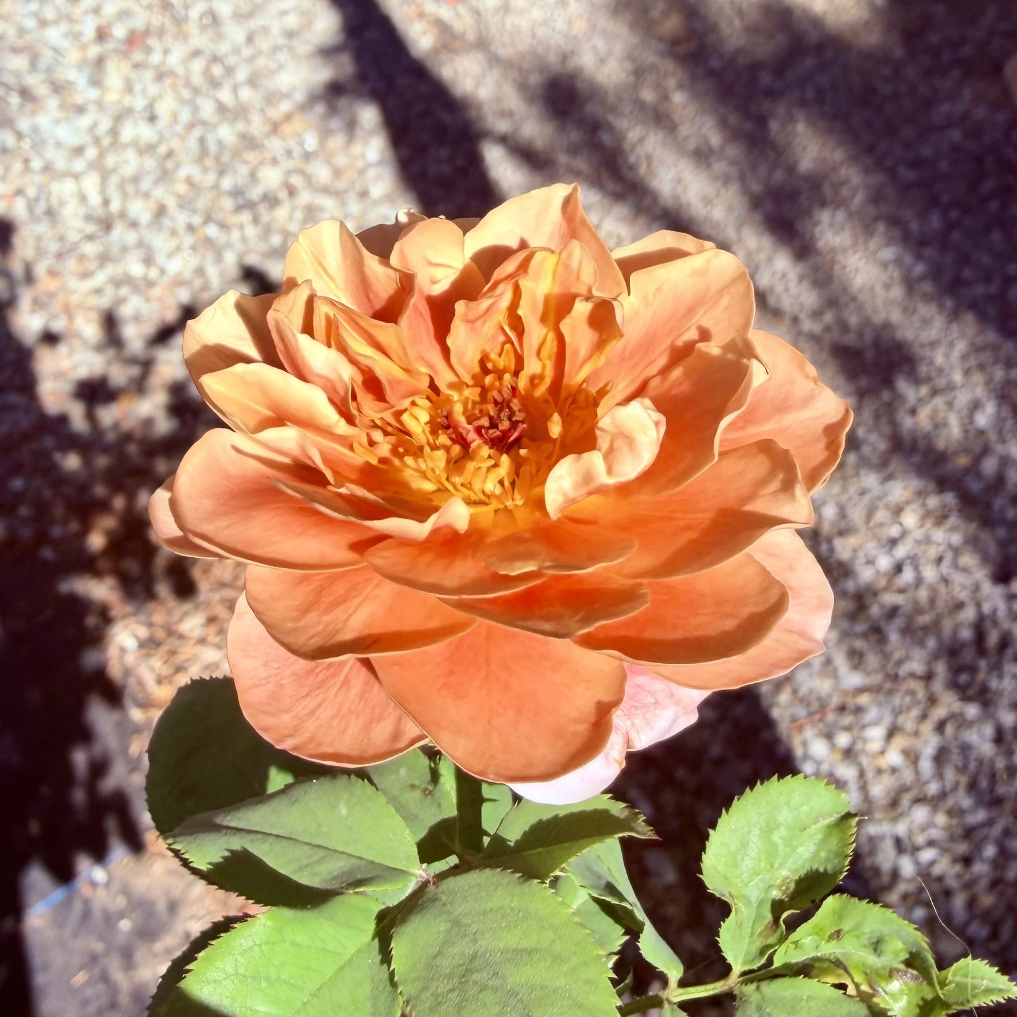 IMG_8128.jpeg