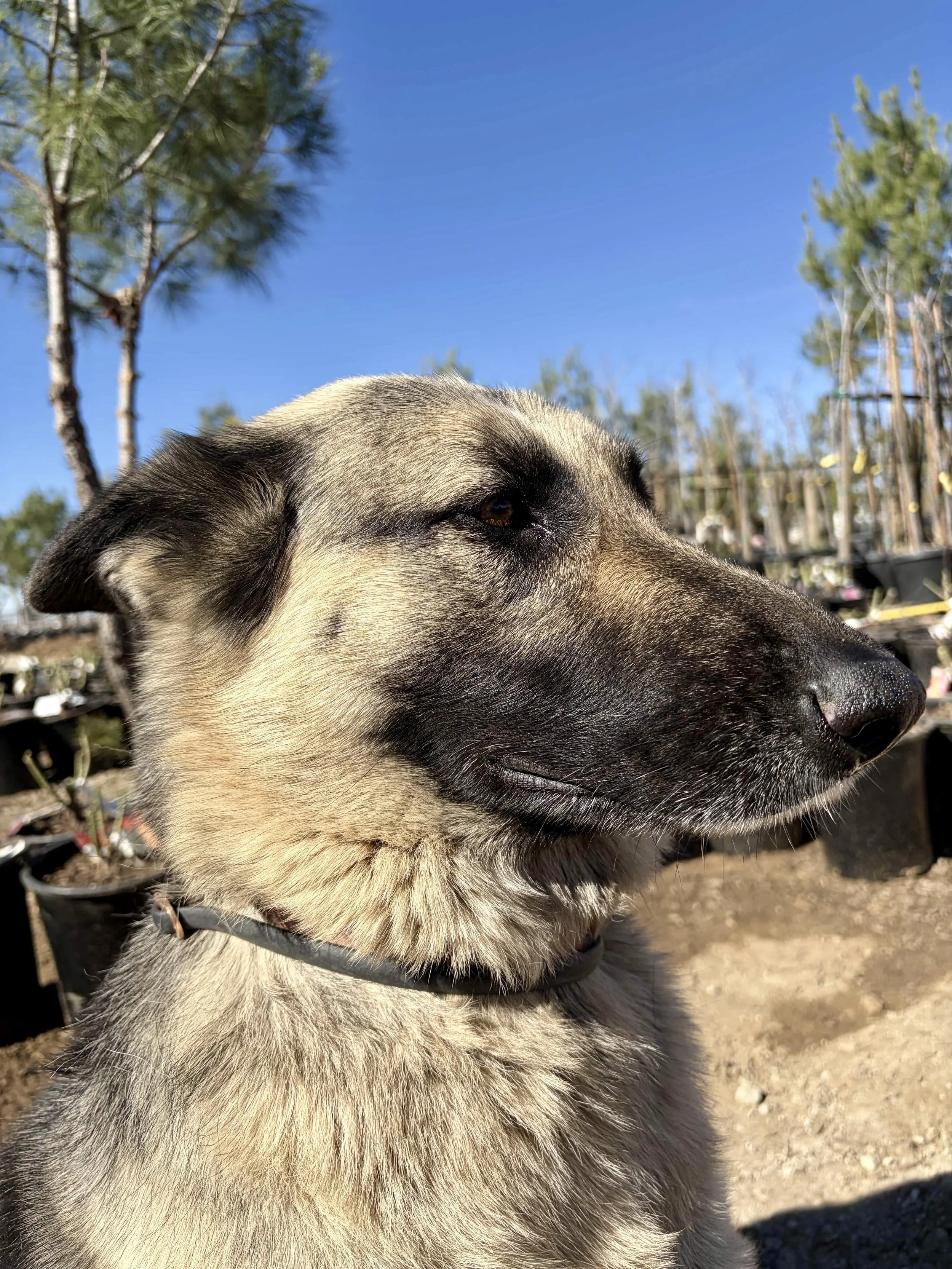Close-up of a dog's face, German Shepherd, outdoors on a sunny day, with trees and blue sky in the background.