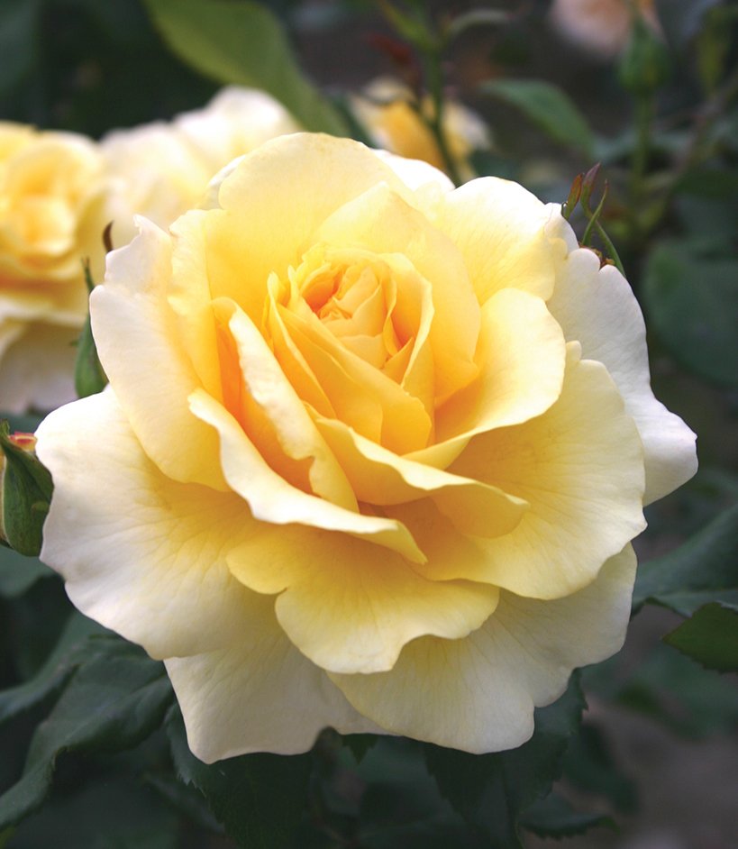 Eleganza® Sunny Sky™