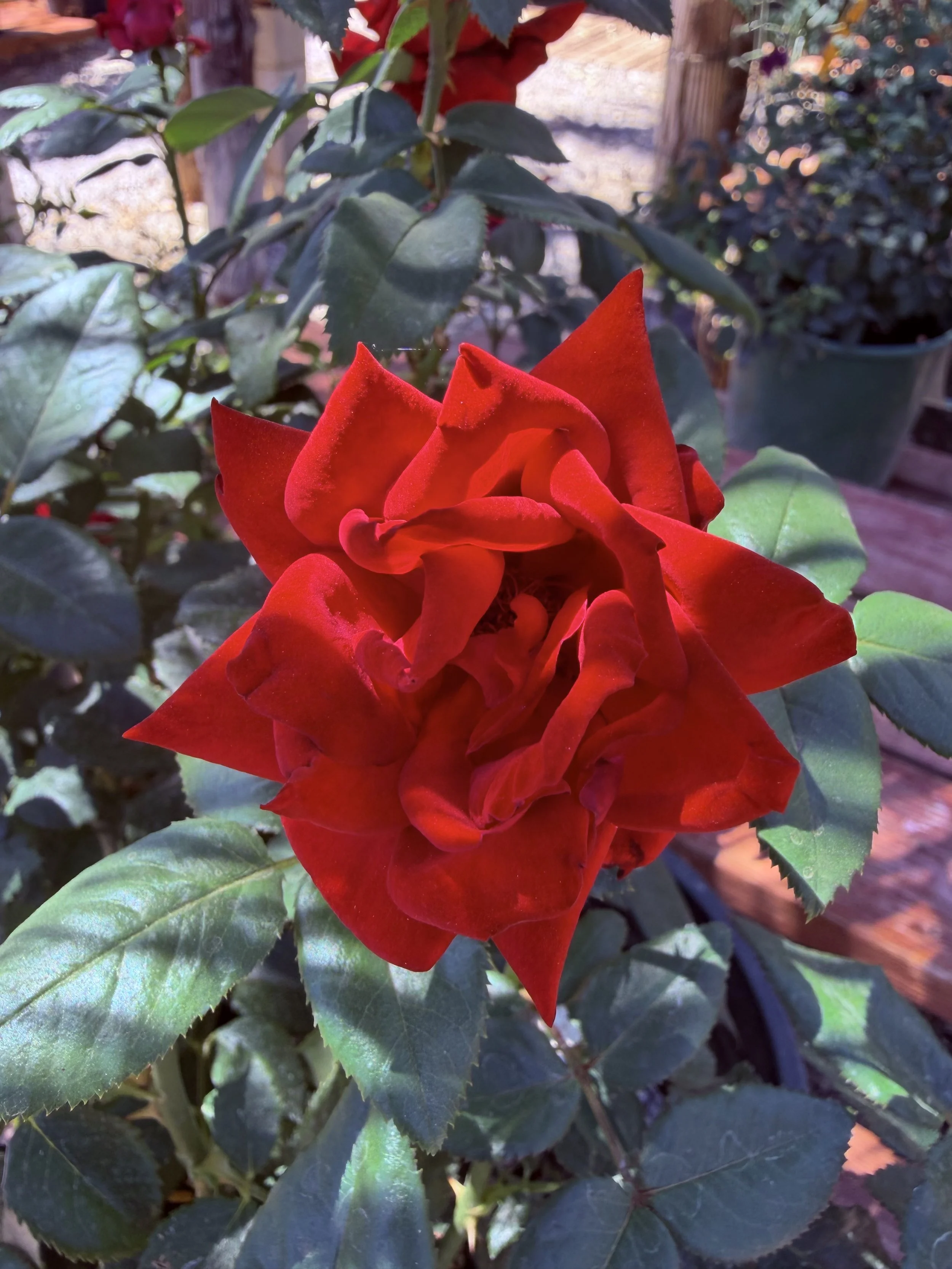 IMG_8031.jpeg