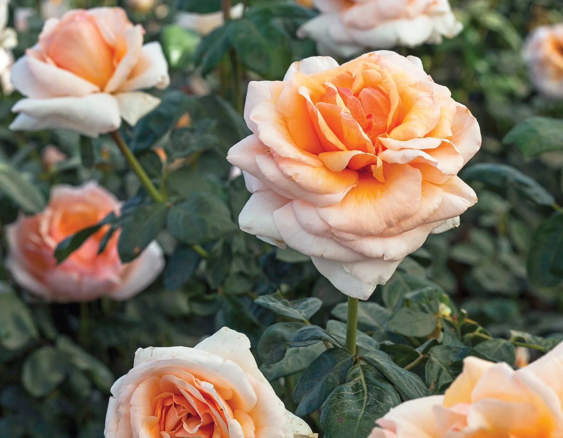 Apricots n' Cream™