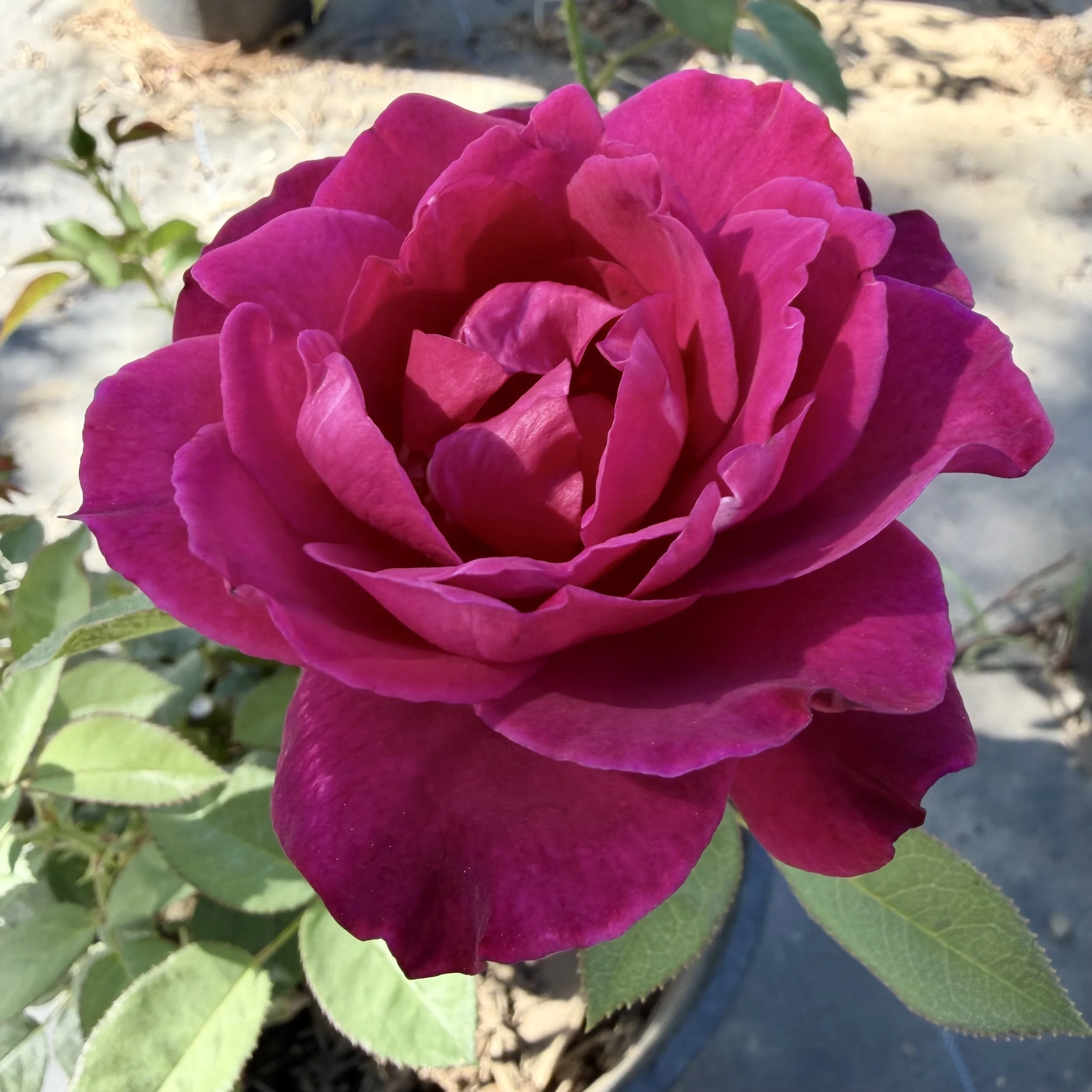 A vibrant pink rose in full bloom with layered petals, set against a blurred background of soil and green leaves.