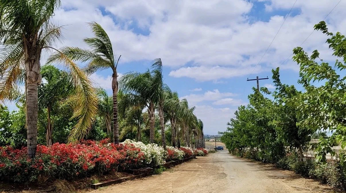A dirt road lined with palm trees and colorful flowers on the left, and green bushes on the right, with a blue sky and some clouds overhead.
