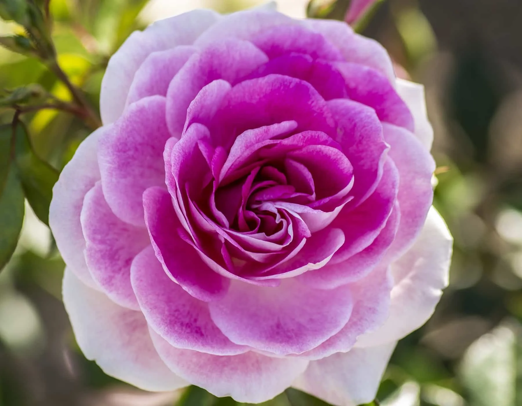 Brilliant Pink Iceberg