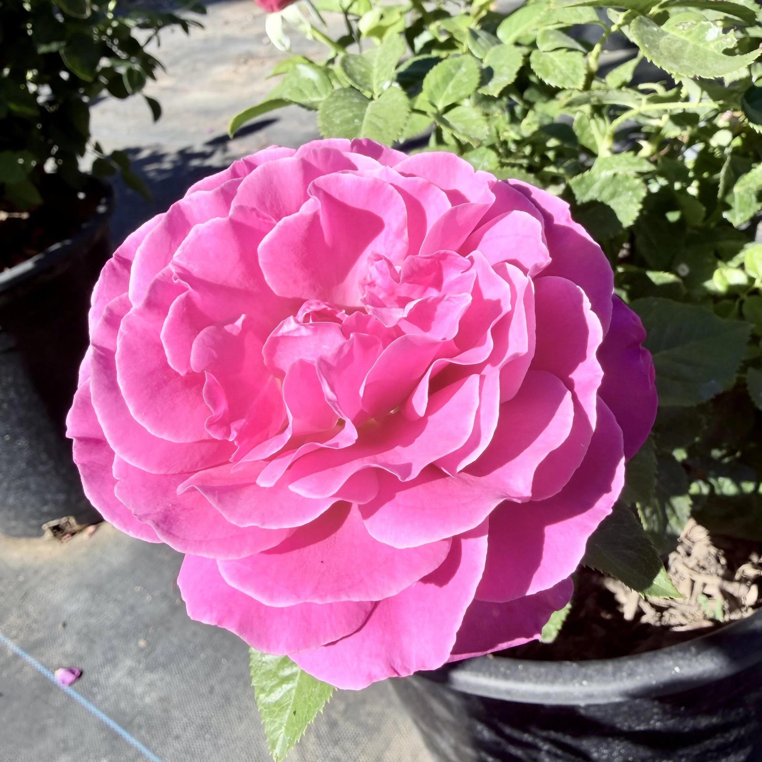 IMG_8063.jpeg