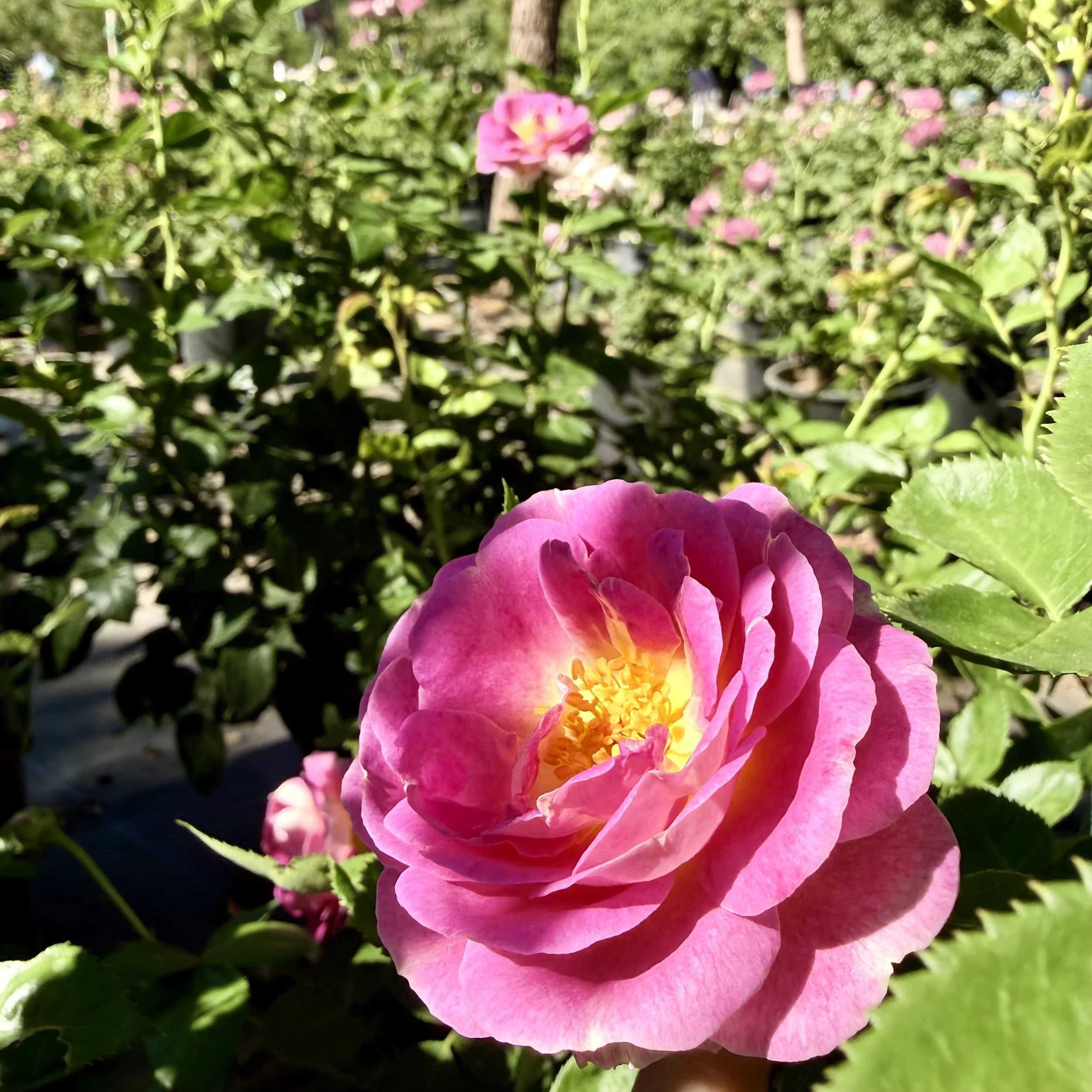 IMG_8115.jpeg