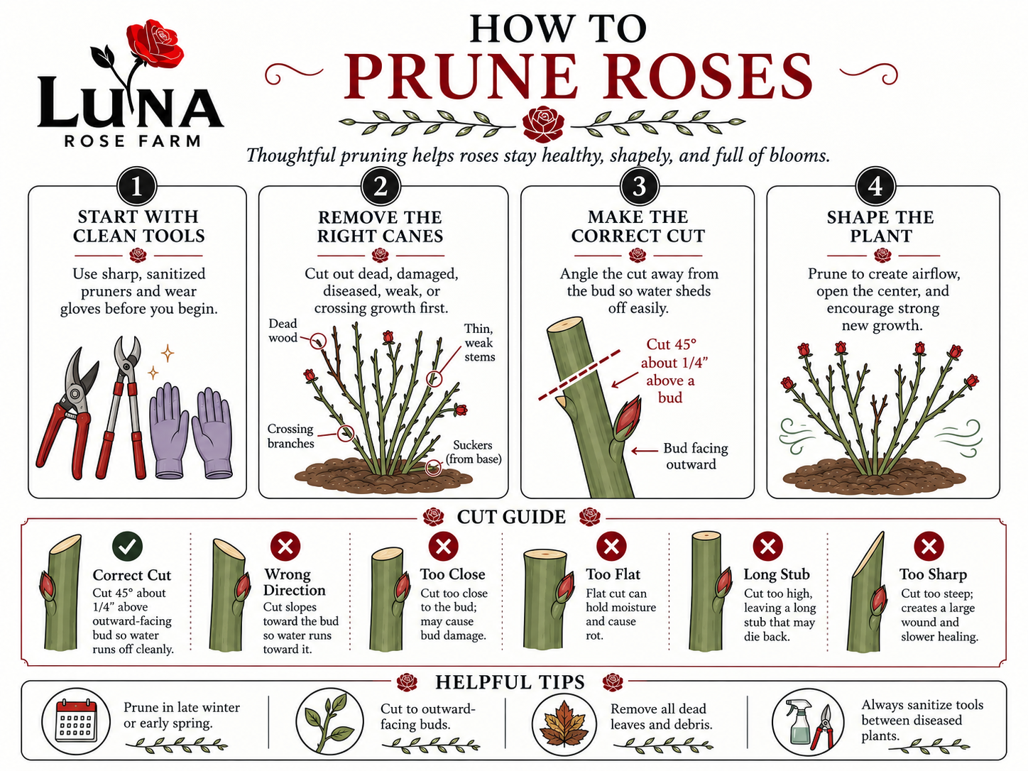 Infographic on how to prune roses, showing4 steps: start with clean tools, remove the right canes, make the correct cut, shape the plant, with a cut guide and tips.