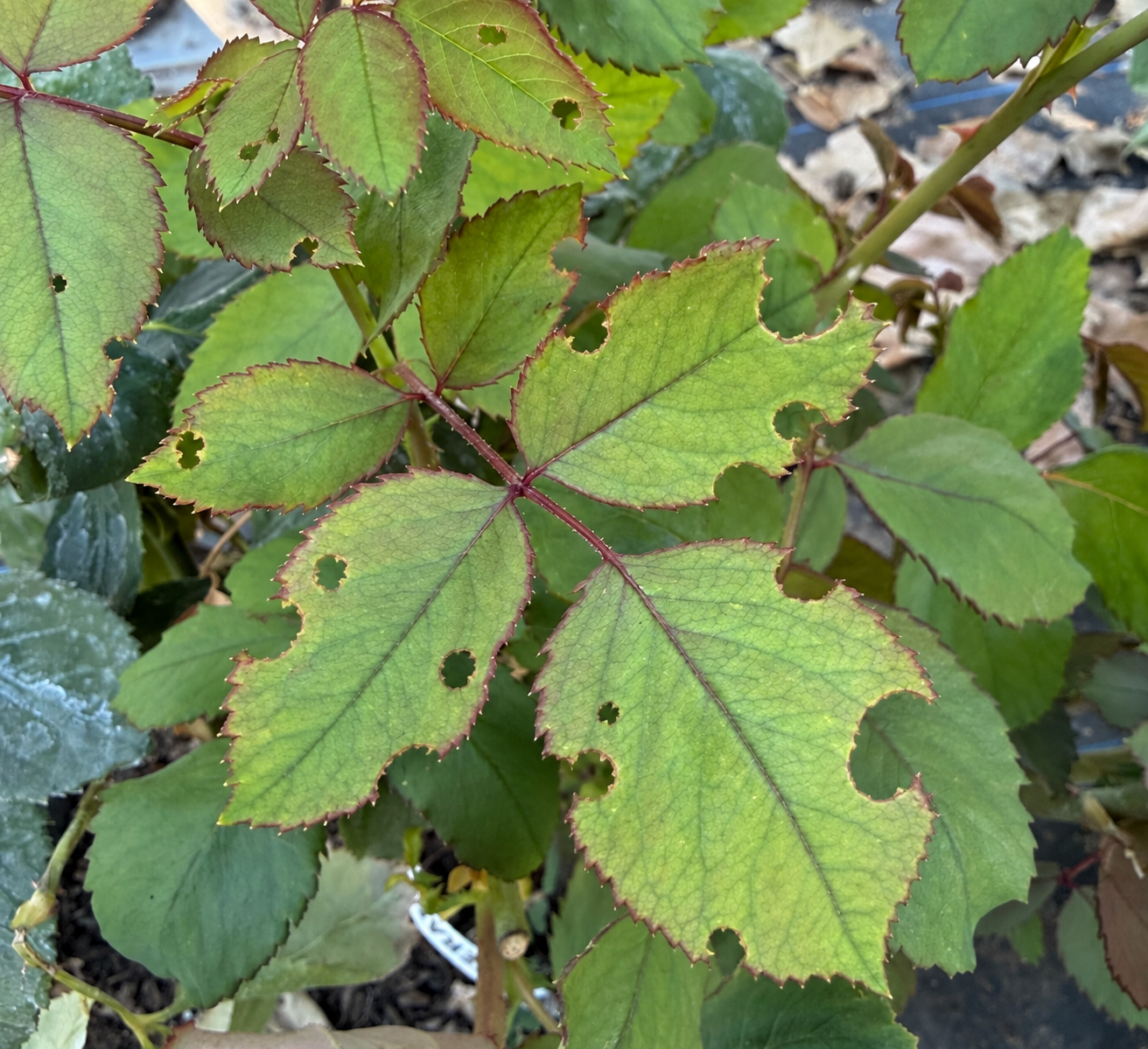 Green leaves with holes and reddish edges on a plant.