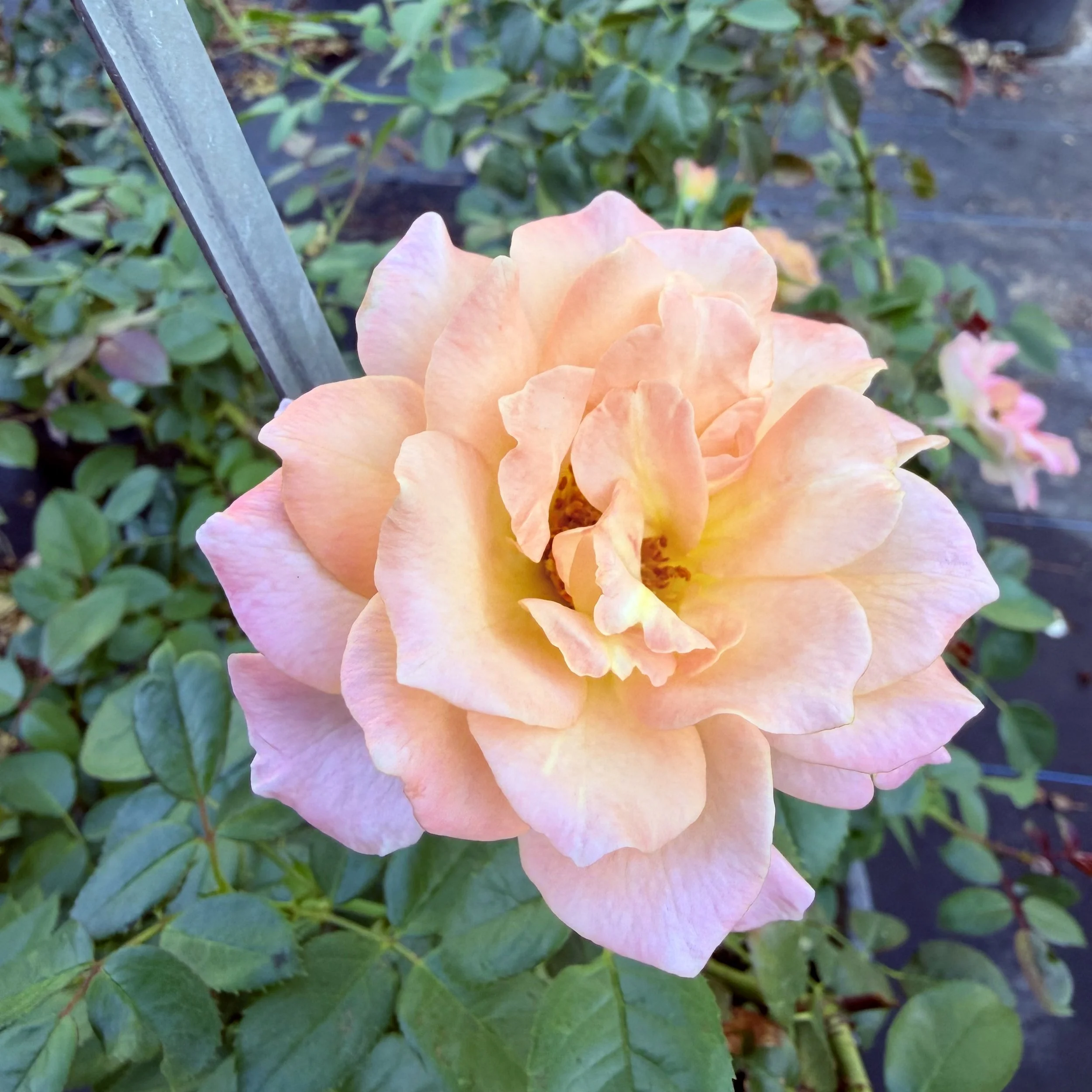 IMG_8297.jpeg