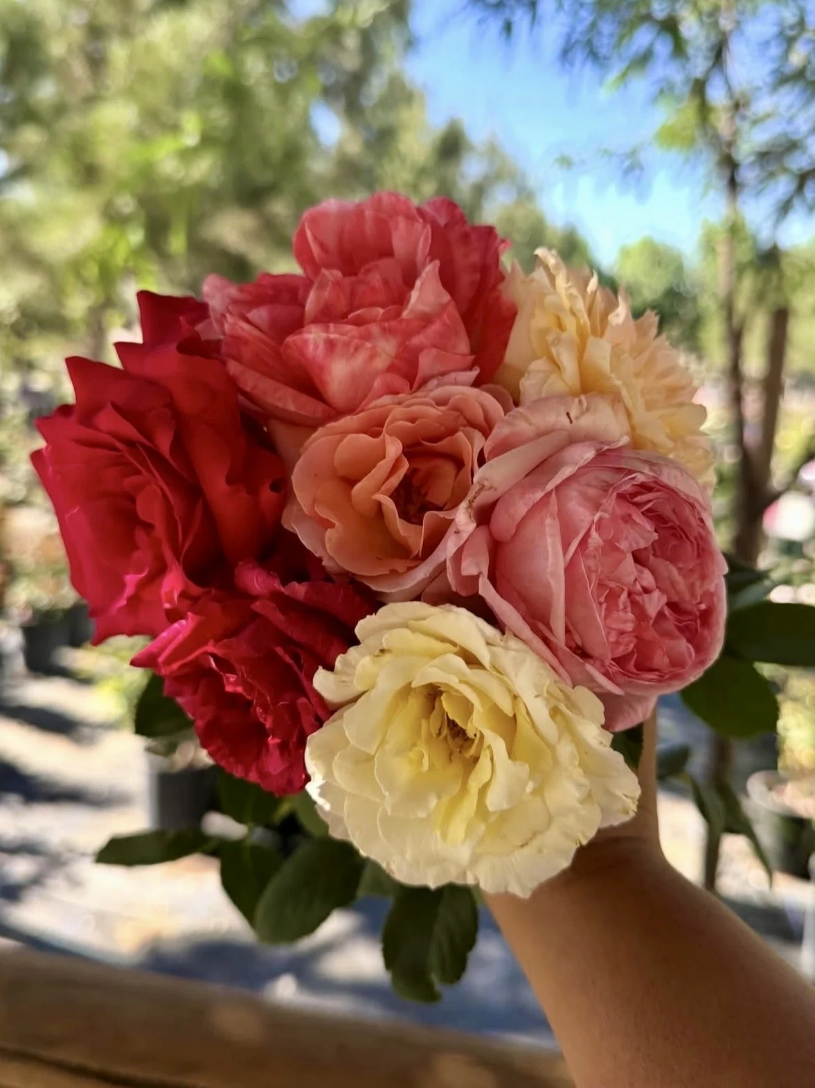 Hand holding a bouquet of colorful roses and peonies against a background of trees and sky.