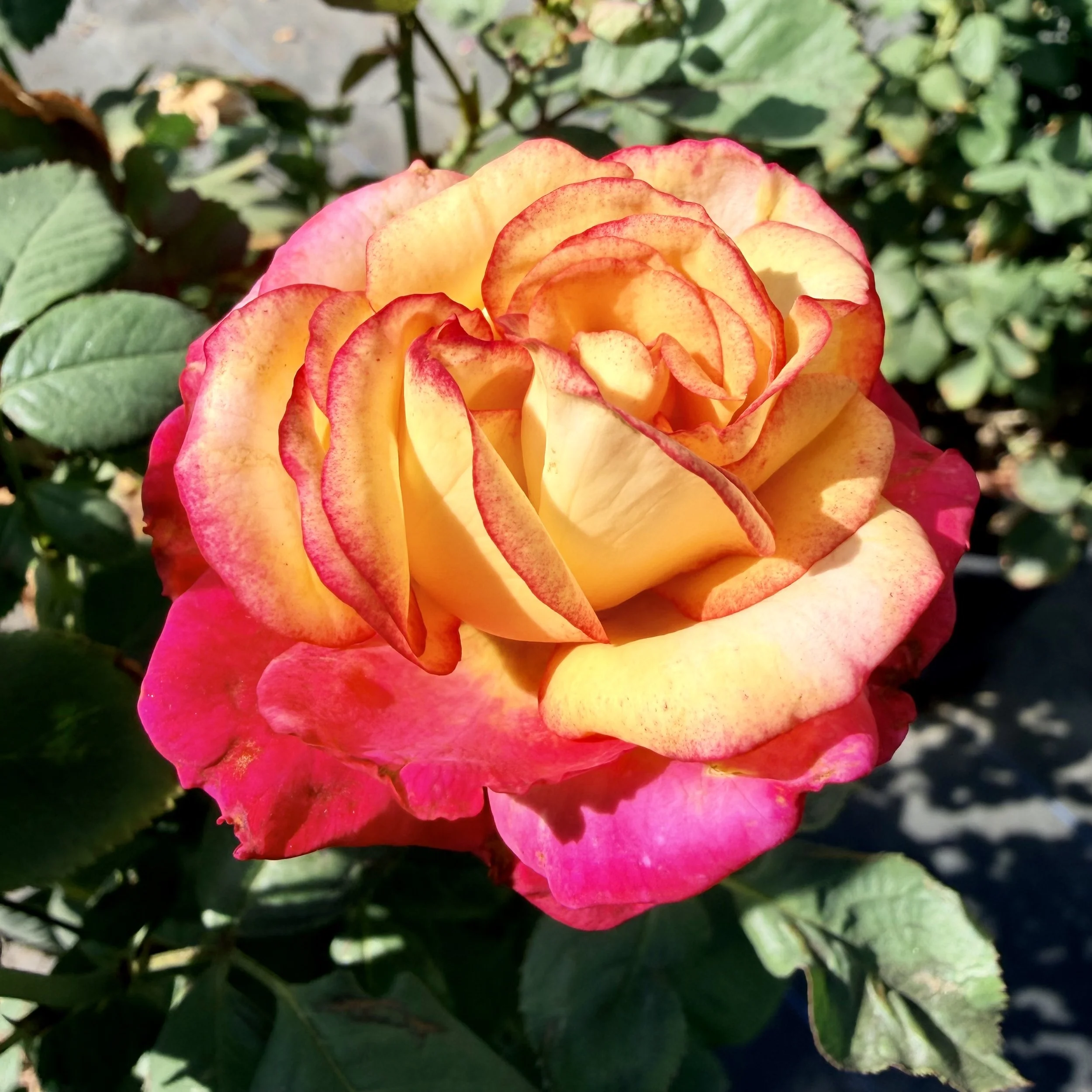 IMG_8558.jpeg