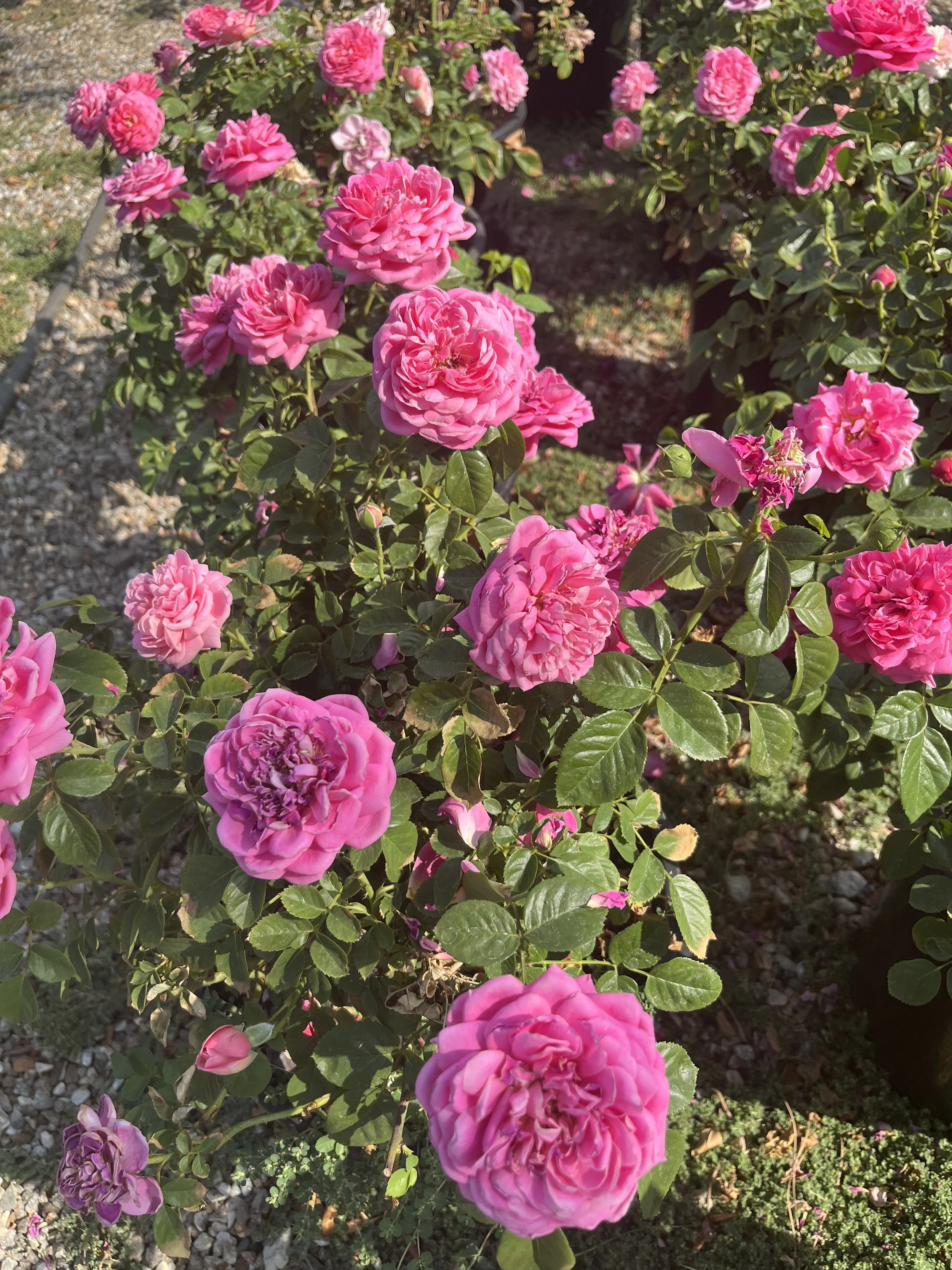 Pink roses blooming in a garden bed with green leaves and gravel pathway.