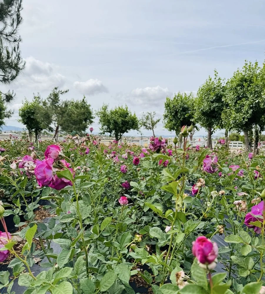 A field of pink and purple flowers with trees in the background under a cloudy sky.