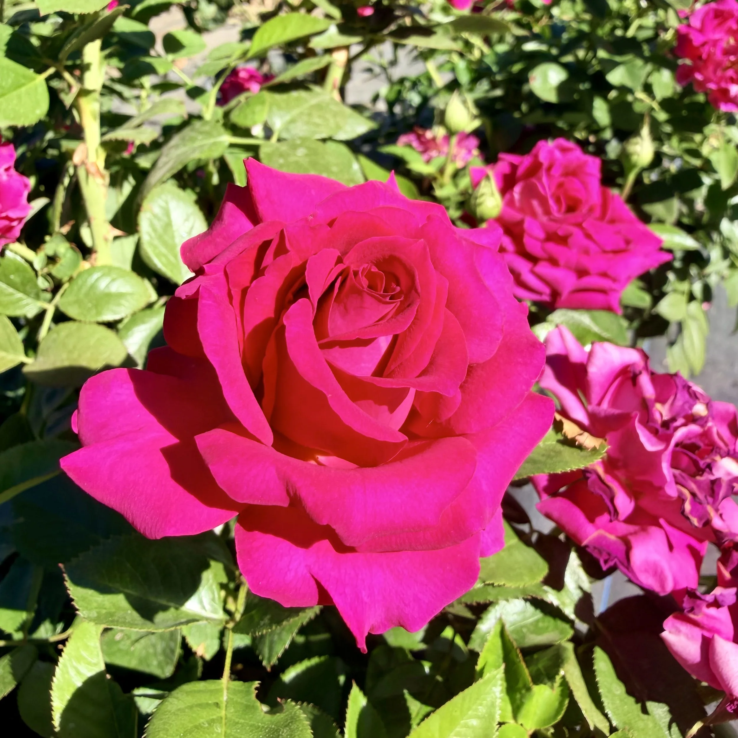IMG_8092.jpeg
