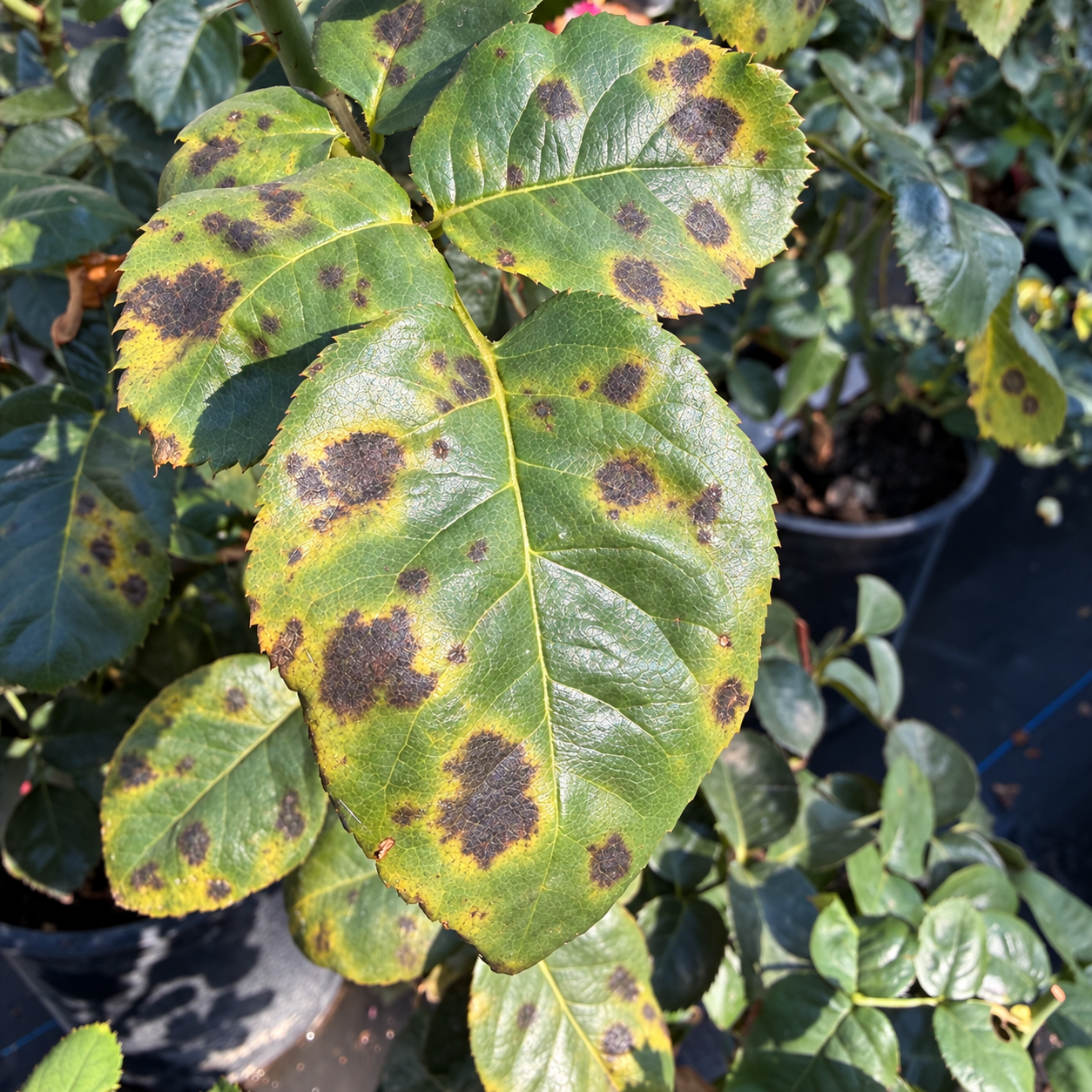 Close-up of a rose plant leaf with yellowing and numerous black spots indicating disease or damage.