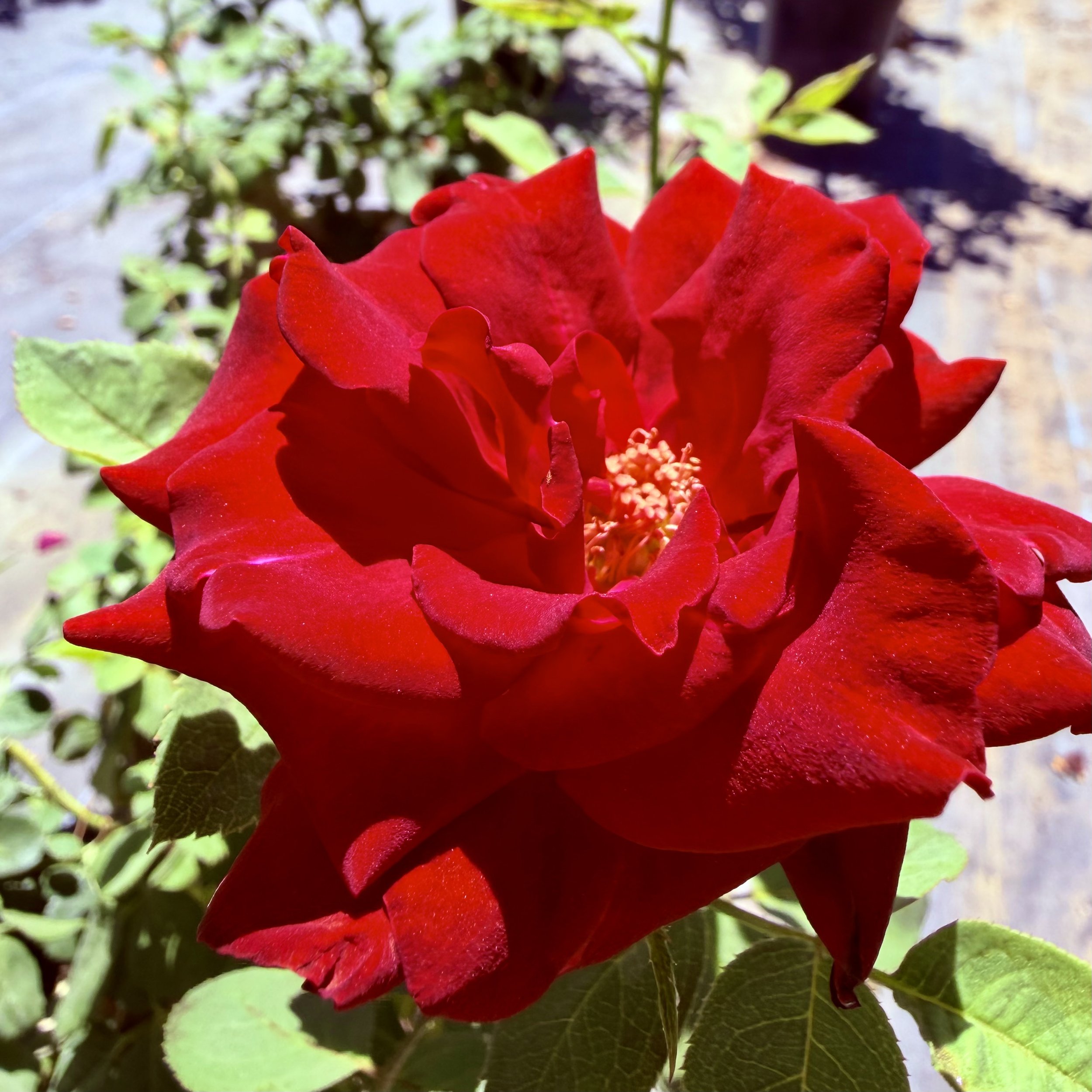 IMG_8005.jpeg
