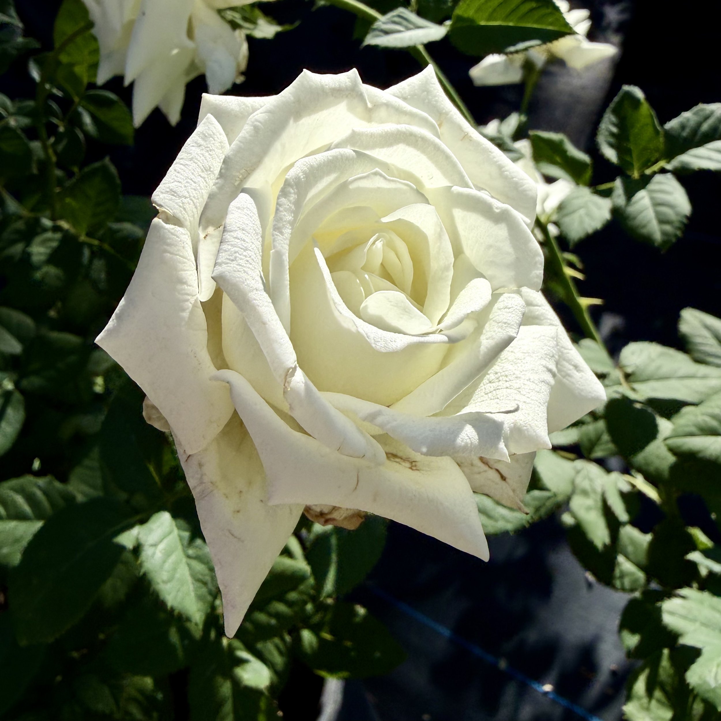 White gardenia flower bloom surrounded by green leaves