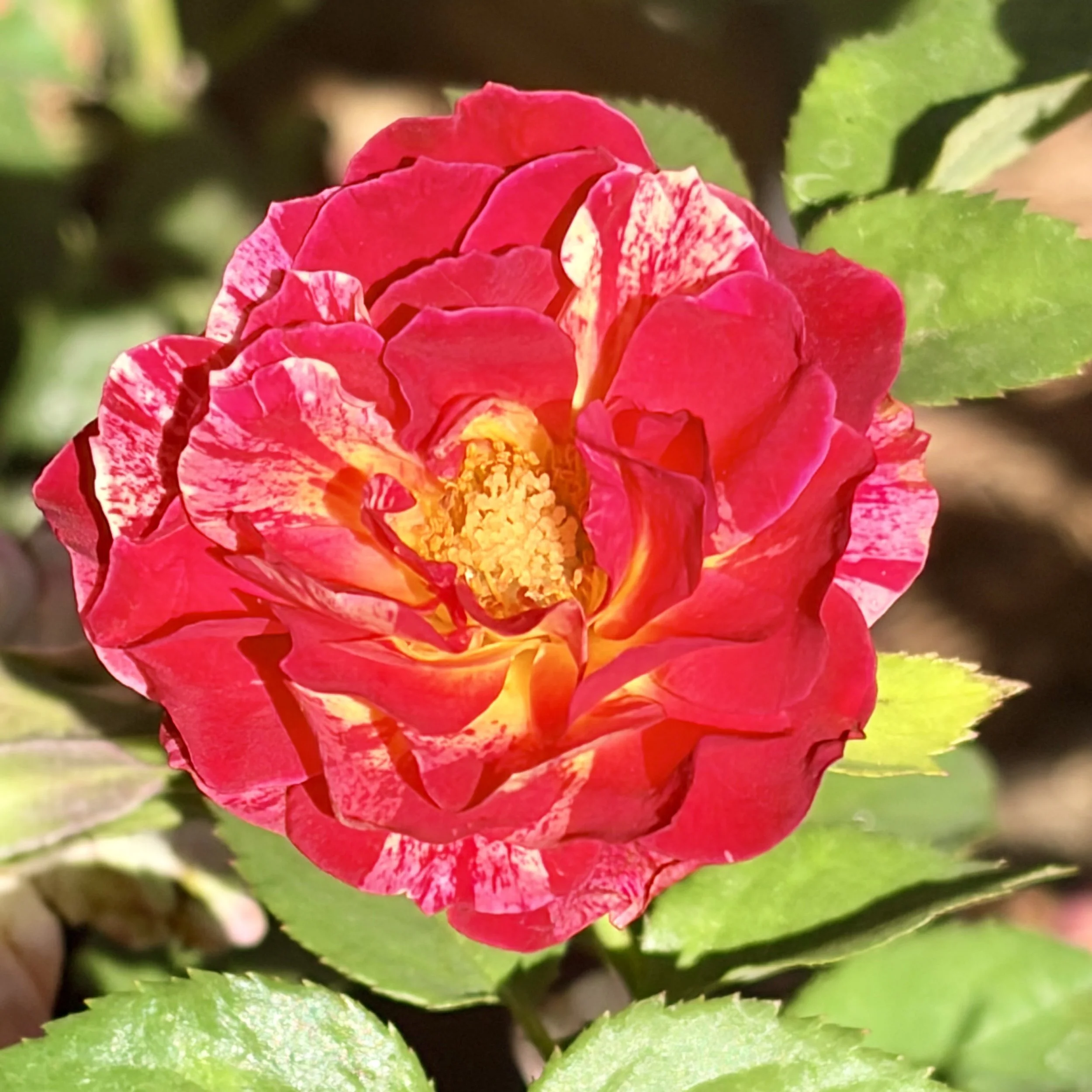 Close-up of a pink and cream-colored camellia flower blooming among green leaves.