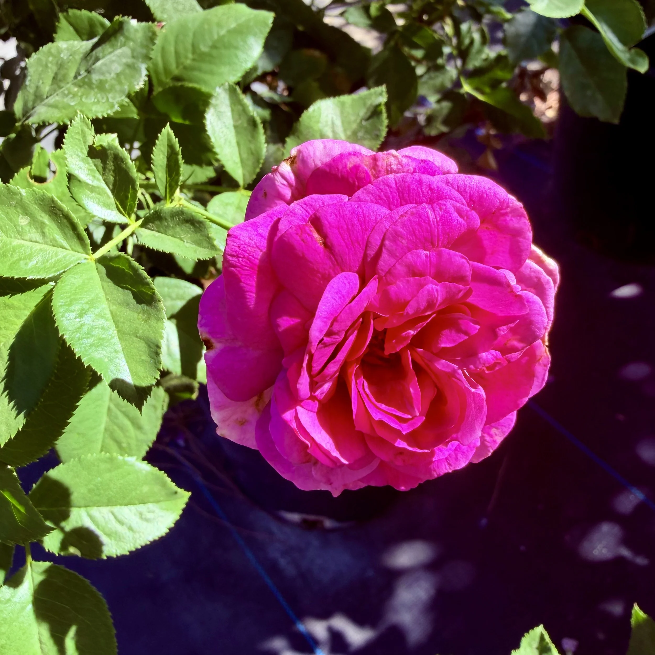 Close-up of a bright pink flower with green leaves surrounding it, set against a dark background.