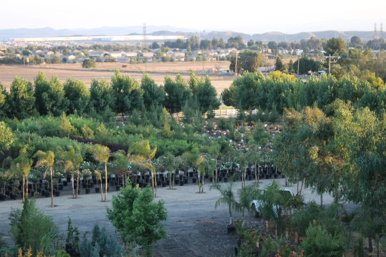 A nursery or plant store with rows of potted trees and plants, surrounded by greenery and open space, with a distant view of hills in the background.