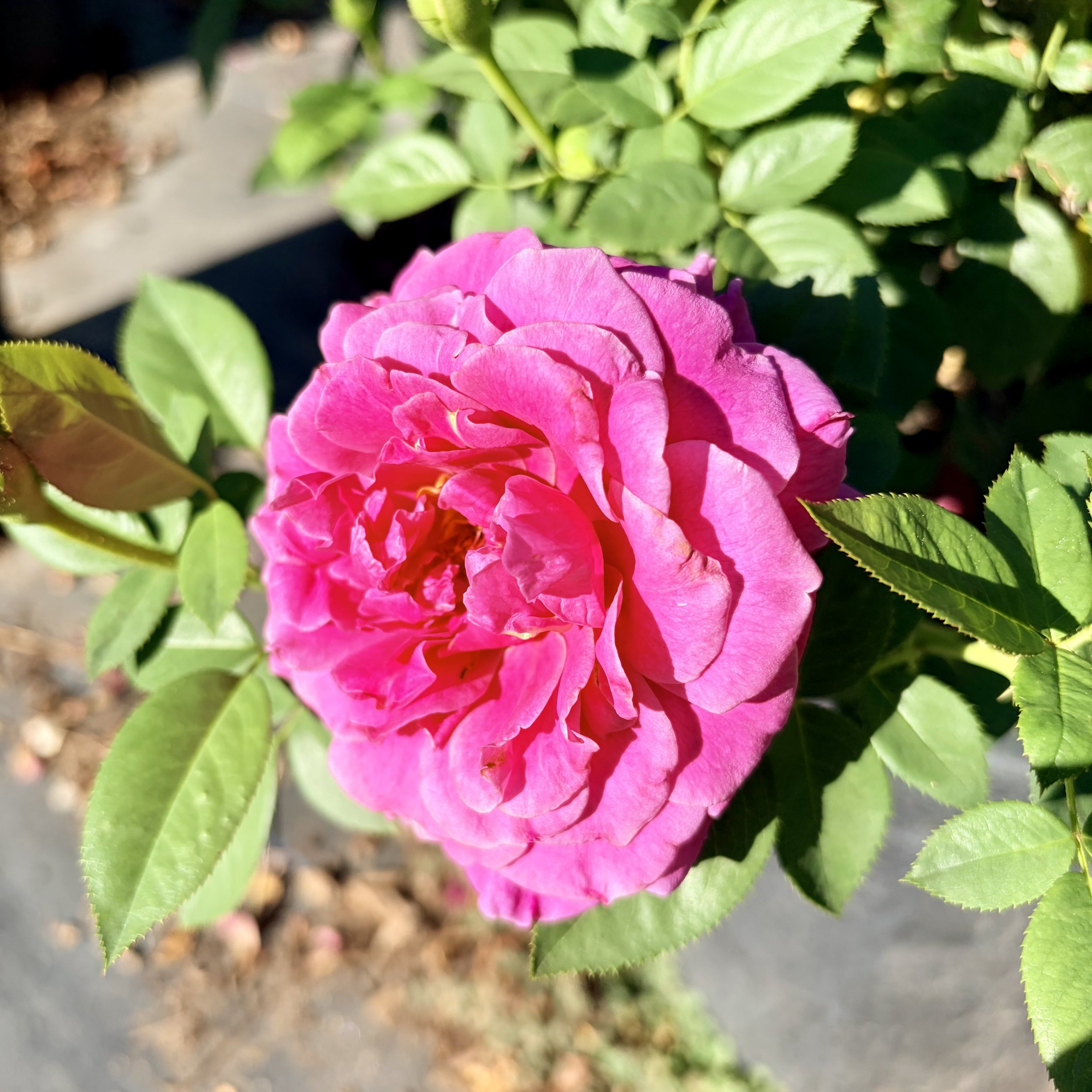 IMG_8370.jpeg