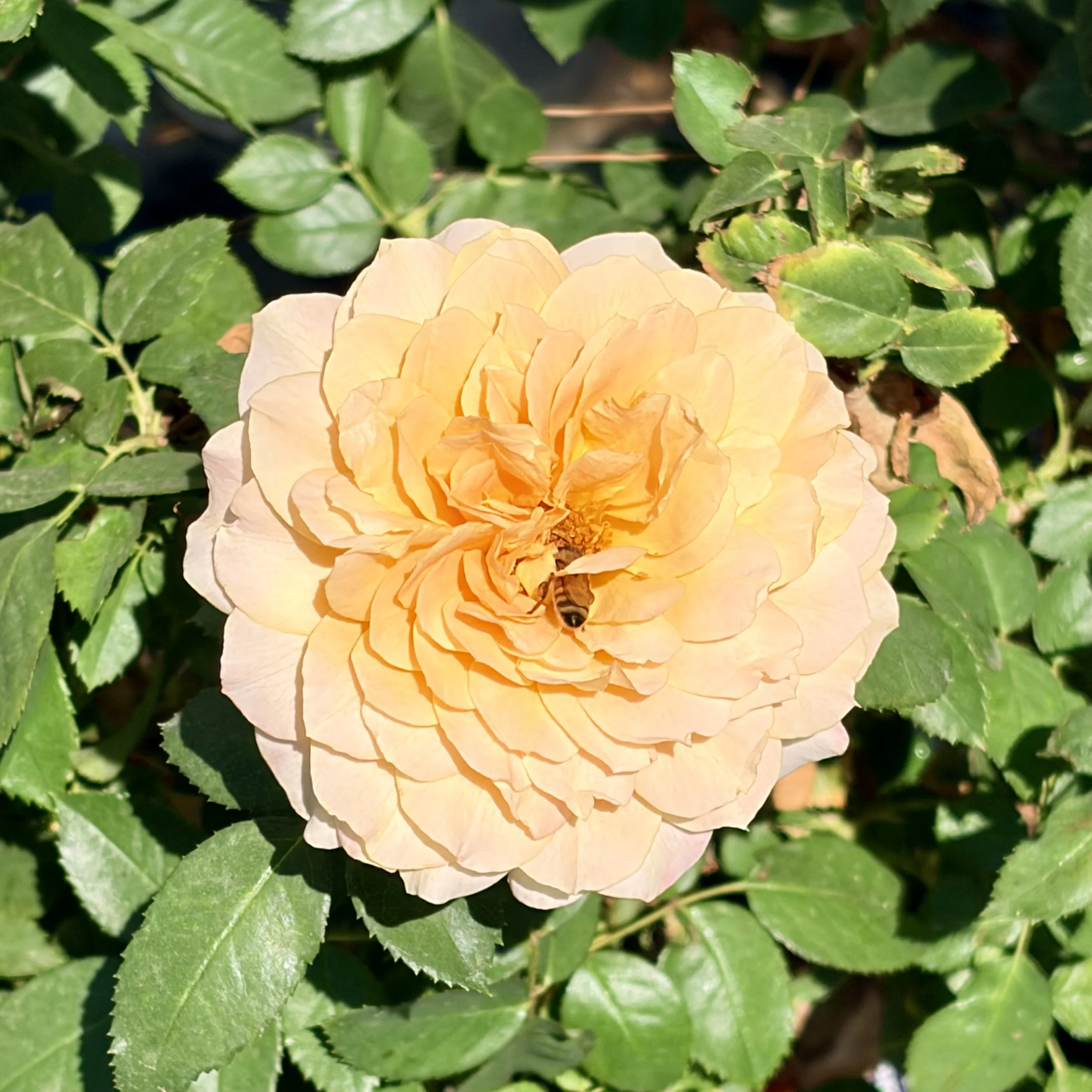 IMG_8656.jpeg