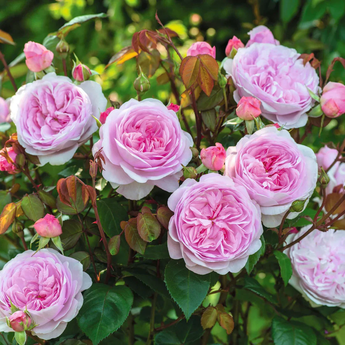 Pink roses in bloom with green leaves and buds on a garden bush.