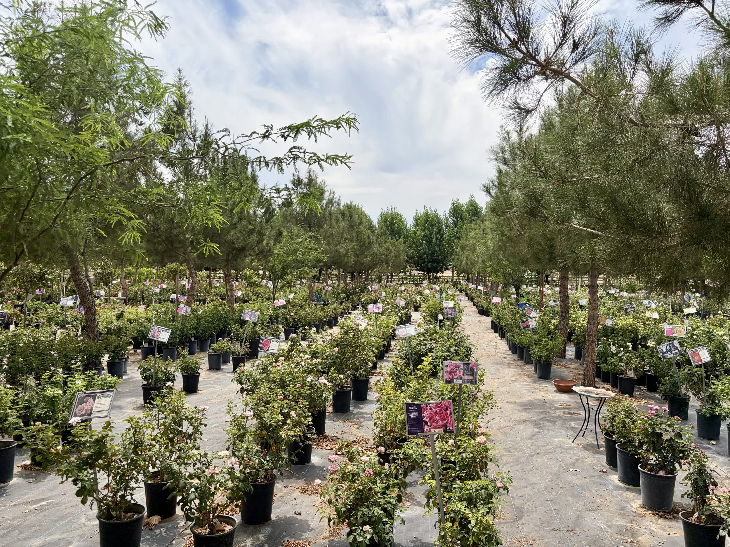 A nursery filled with potted pink roses, surrounded by various types of trees, with informational signs on each plant and a clear sky overhead.