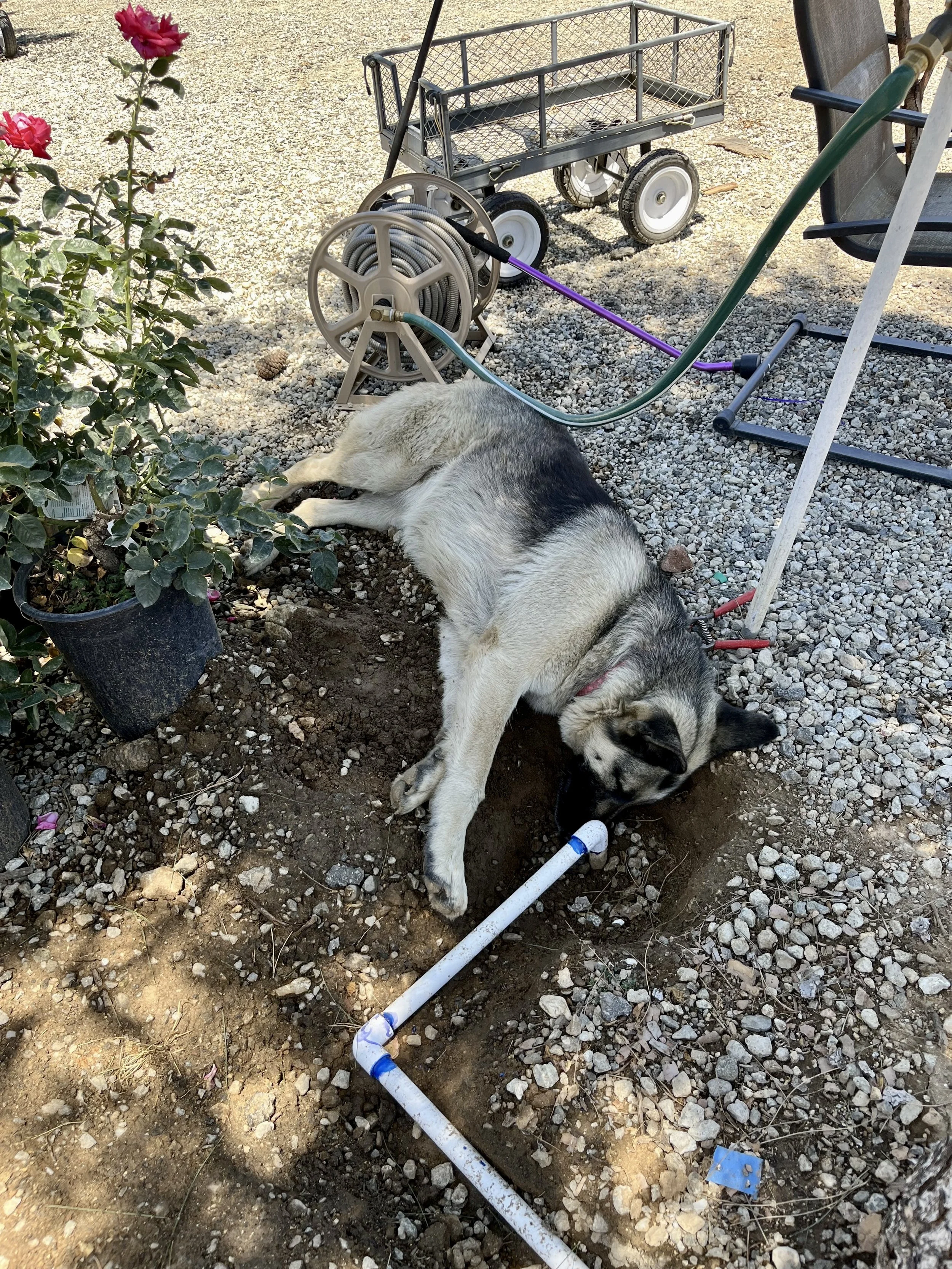 A German Shepherd  dog lying on gravel ground, licking a PVC pipe connected to a water faucet. A garden cart, a lawn chair, and a potted rose bush are nearby.