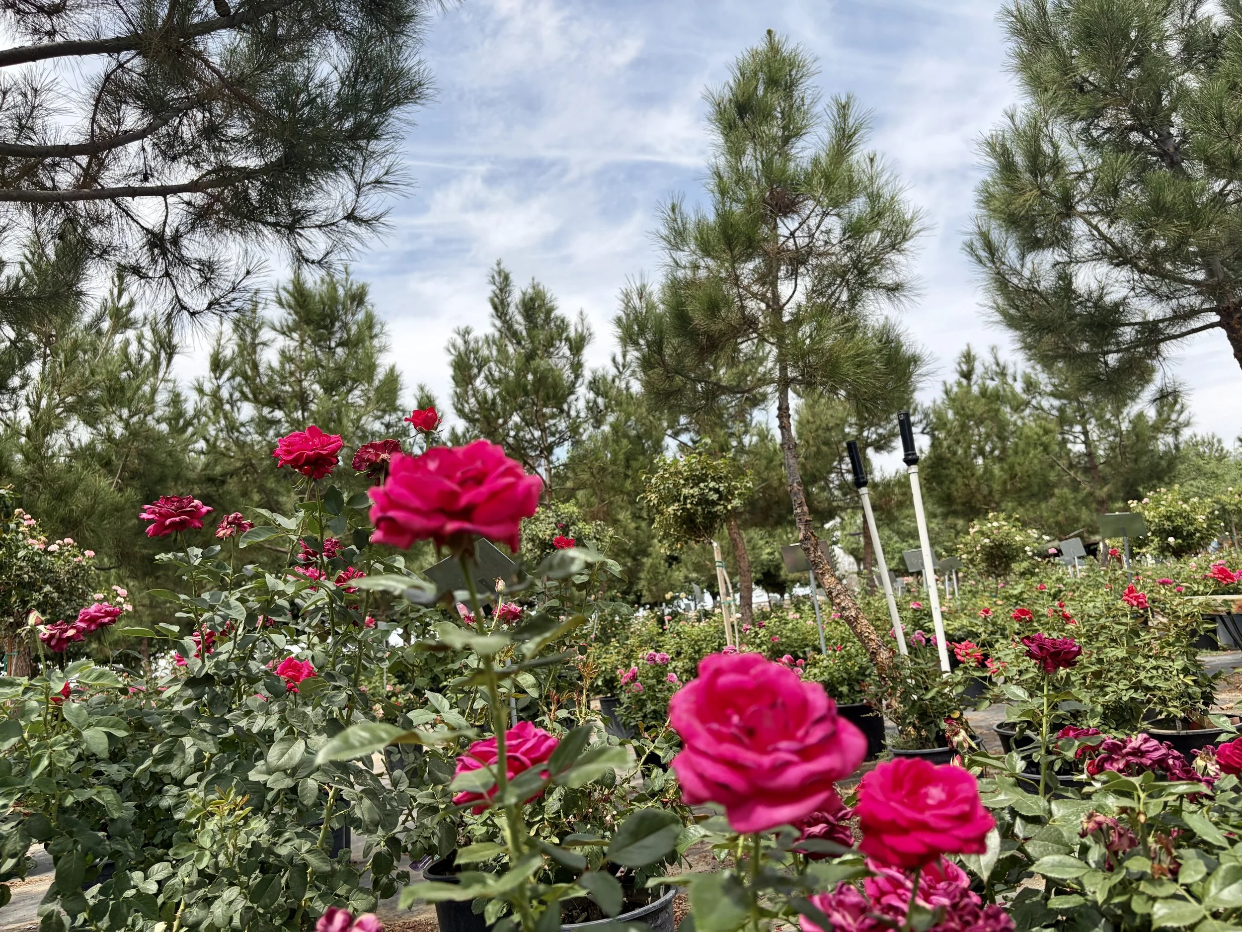 A garden scene with bright pink roses in bloom, tall green pine trees, and a partly cloudy sky in the background.