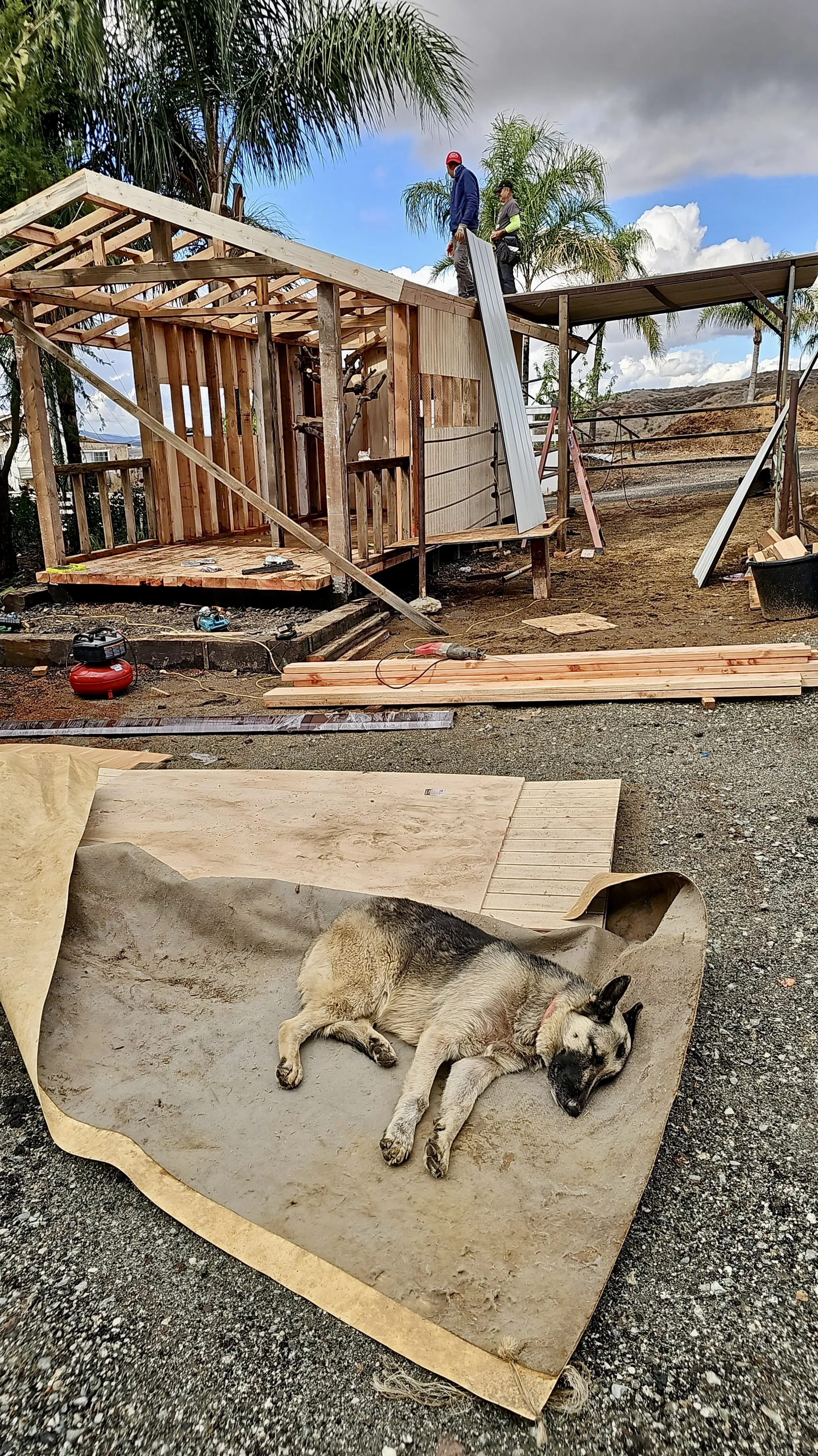 A construction site where two workers are building a wooden structure with palm trees and a cloudy sky in the background. In the foreground, a German Shepherd  dog is sleeping on a piece of cardboard.