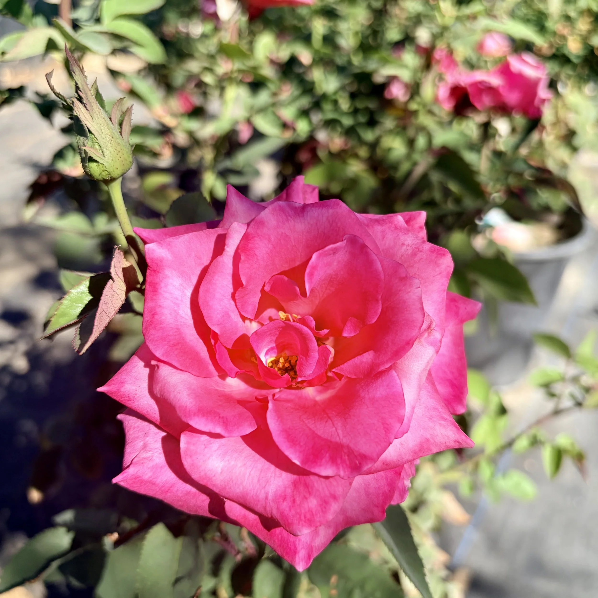 IMG_8123.jpeg