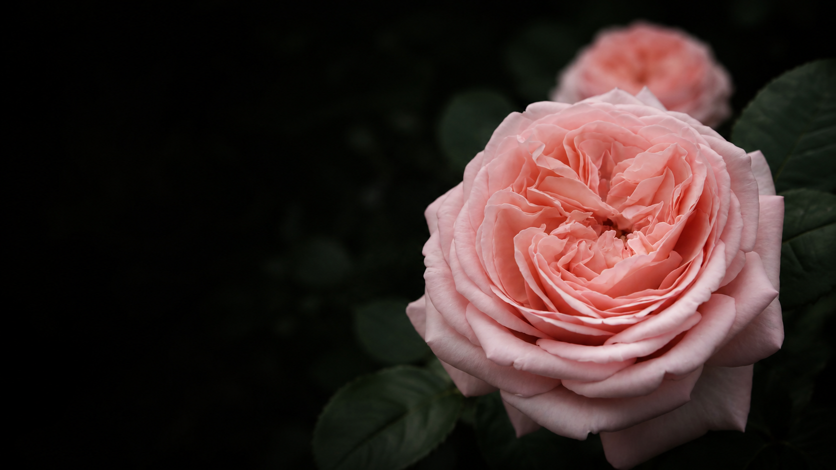 Close-up of a blooming pale pink rose with layered petals against dark green leaves.