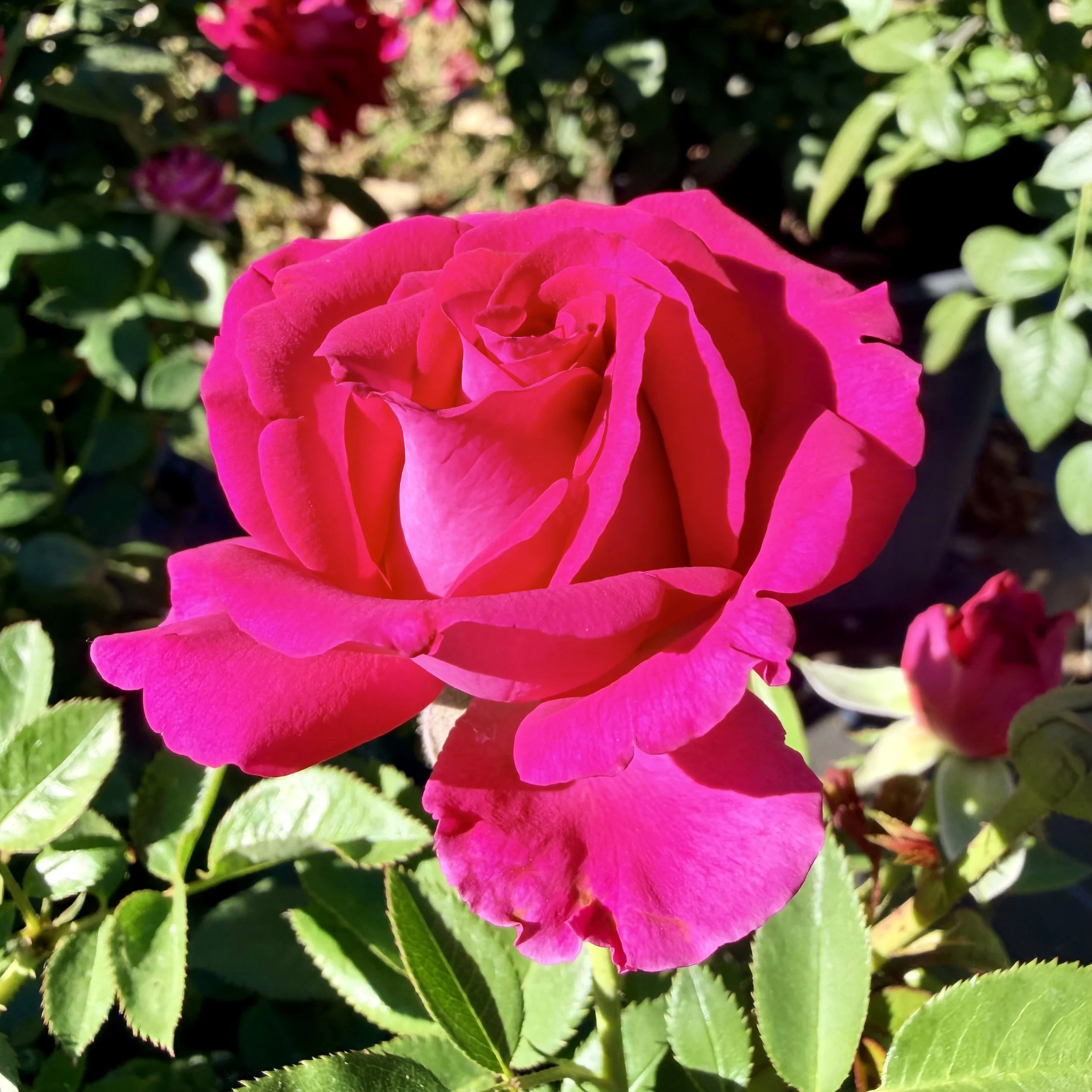 Pink rose flower in a garden setting with green leaves and background blurred.