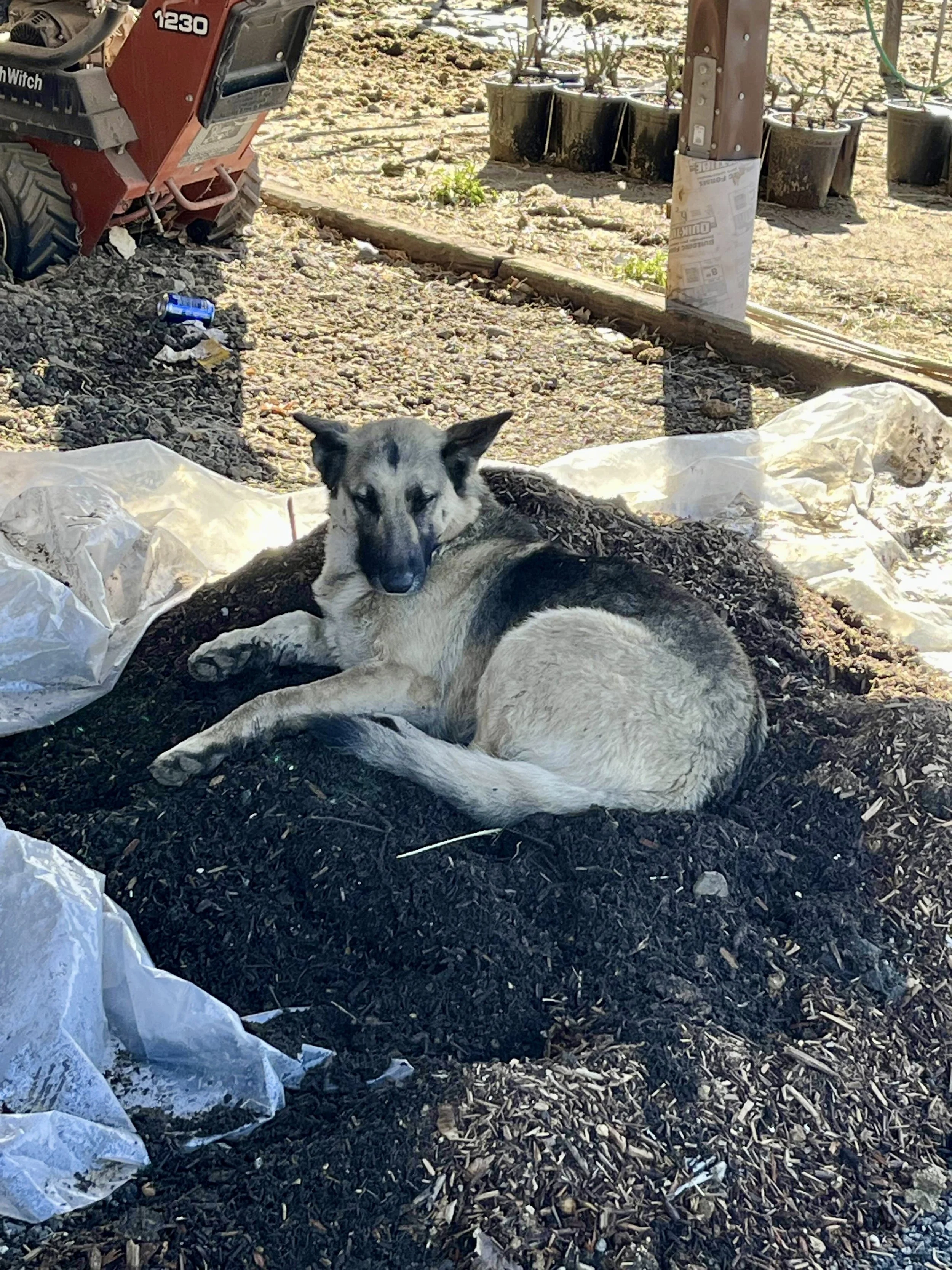 A dog with black and white fur lying on the ground next to some white plastic or paper and a lot of dark mulch or dirt. In the background, there's a red tractor and small potted plants near a wooden post.