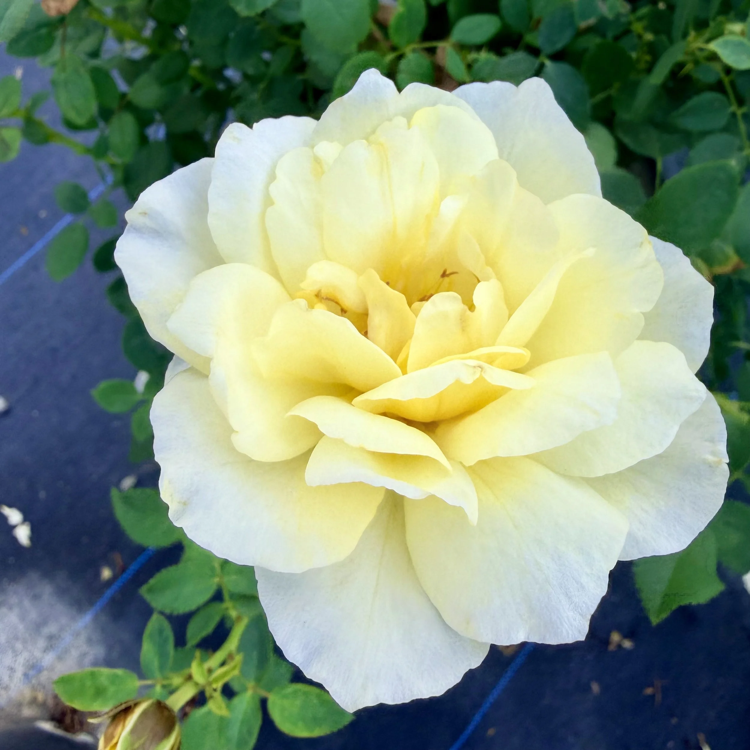 Close-up of a light yellow rose with green leaves in the background.