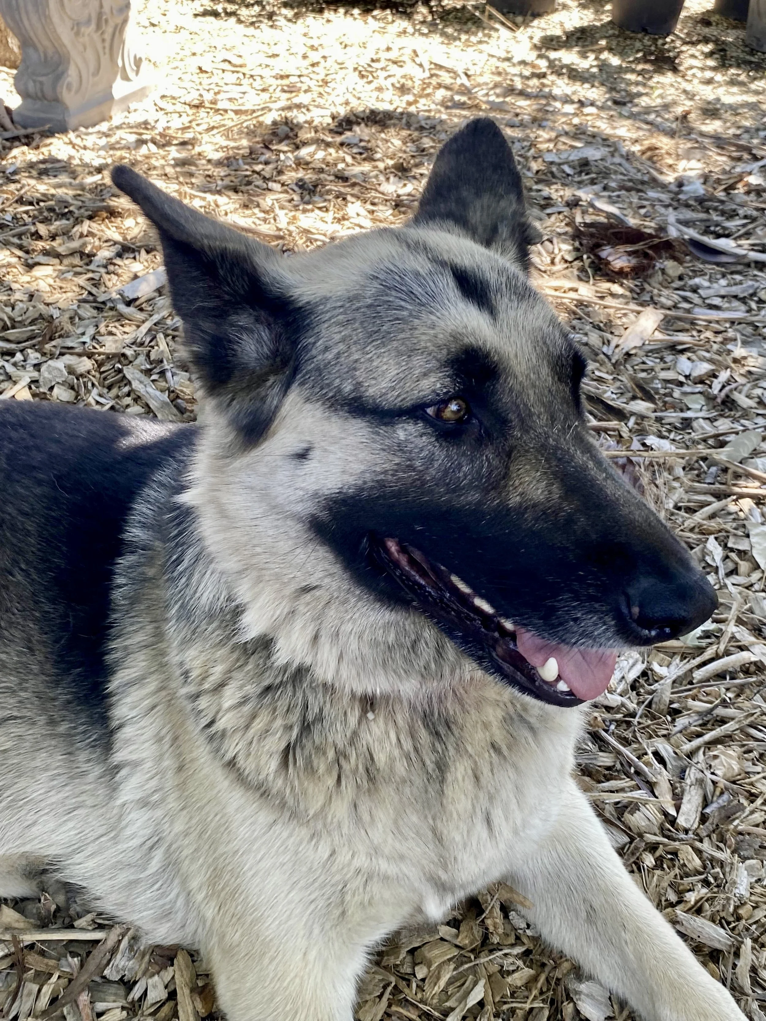 Close-up of a happy German Shepherd dog lying on wood chip ground, looking to the right with its mouth open.