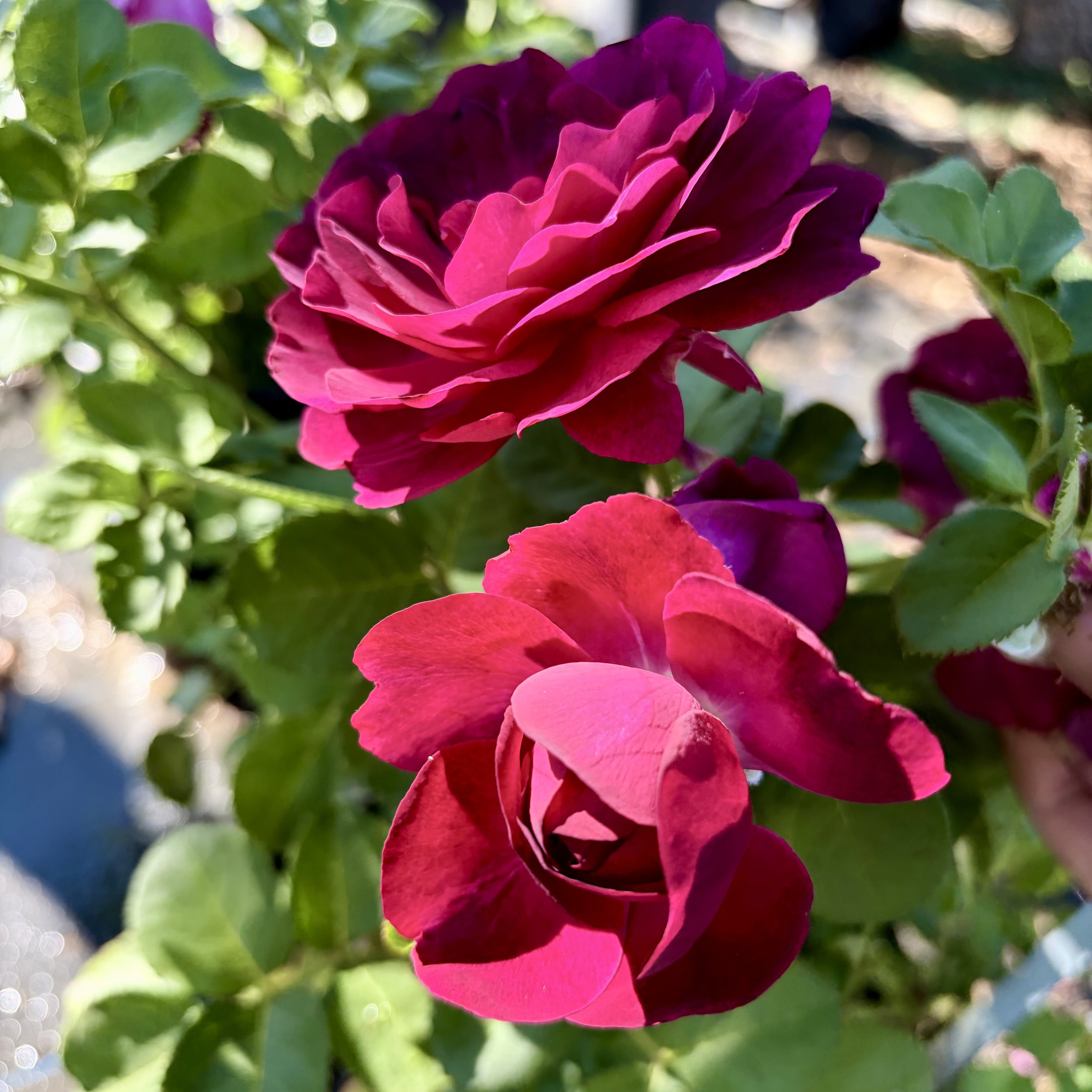 IMG_8226.jpeg