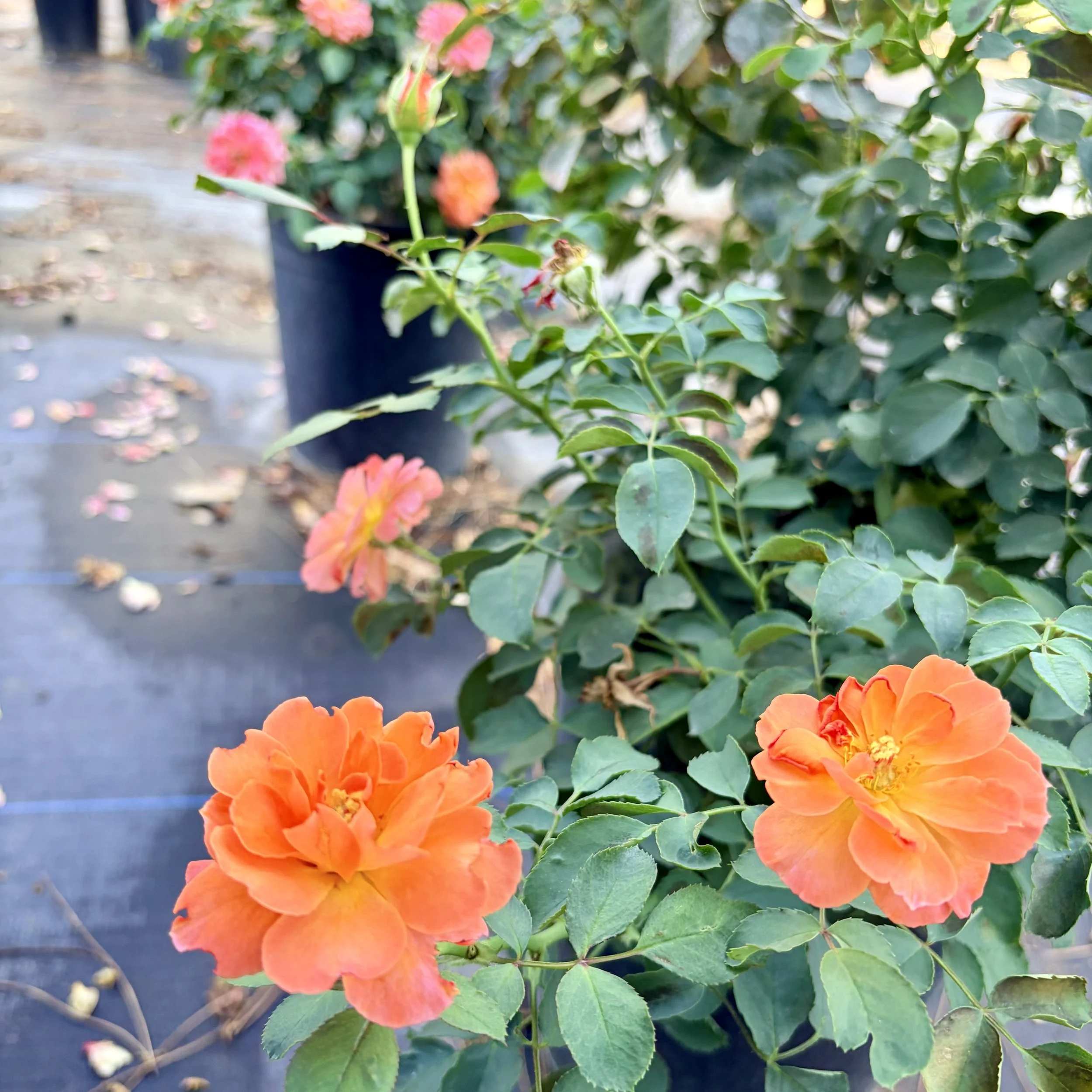 IMG_8273.jpeg