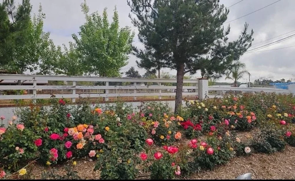 A garden with a variety of colorful roses, a tall pine tree, and a white wood fence in the background on a cloudy day.