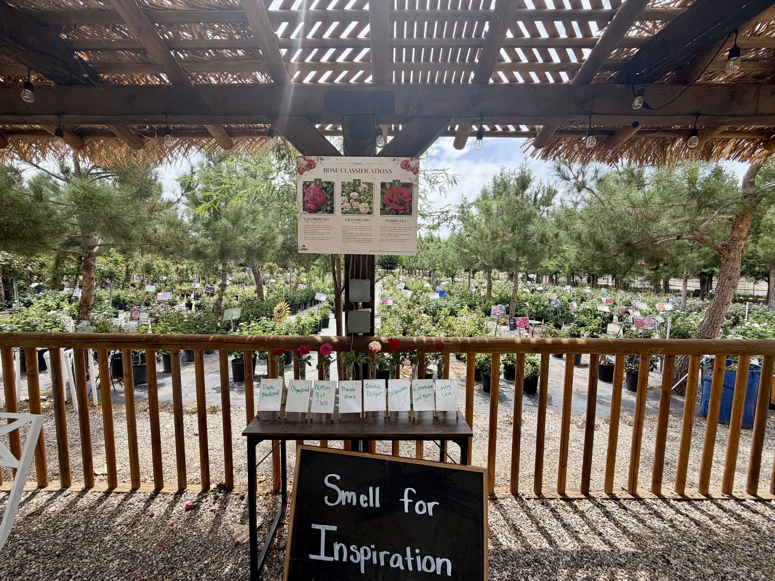 A garden center with a shaded wooden structure and string lights hanging from the beams. In the background, there are rows of potted plants with signs indicating their names. A large poster hanging from the structure explains the classifications of roses illustrated with pictures. In front, a small chalkboard sign partially visible reads 'Small Sn' and 'smell for'.