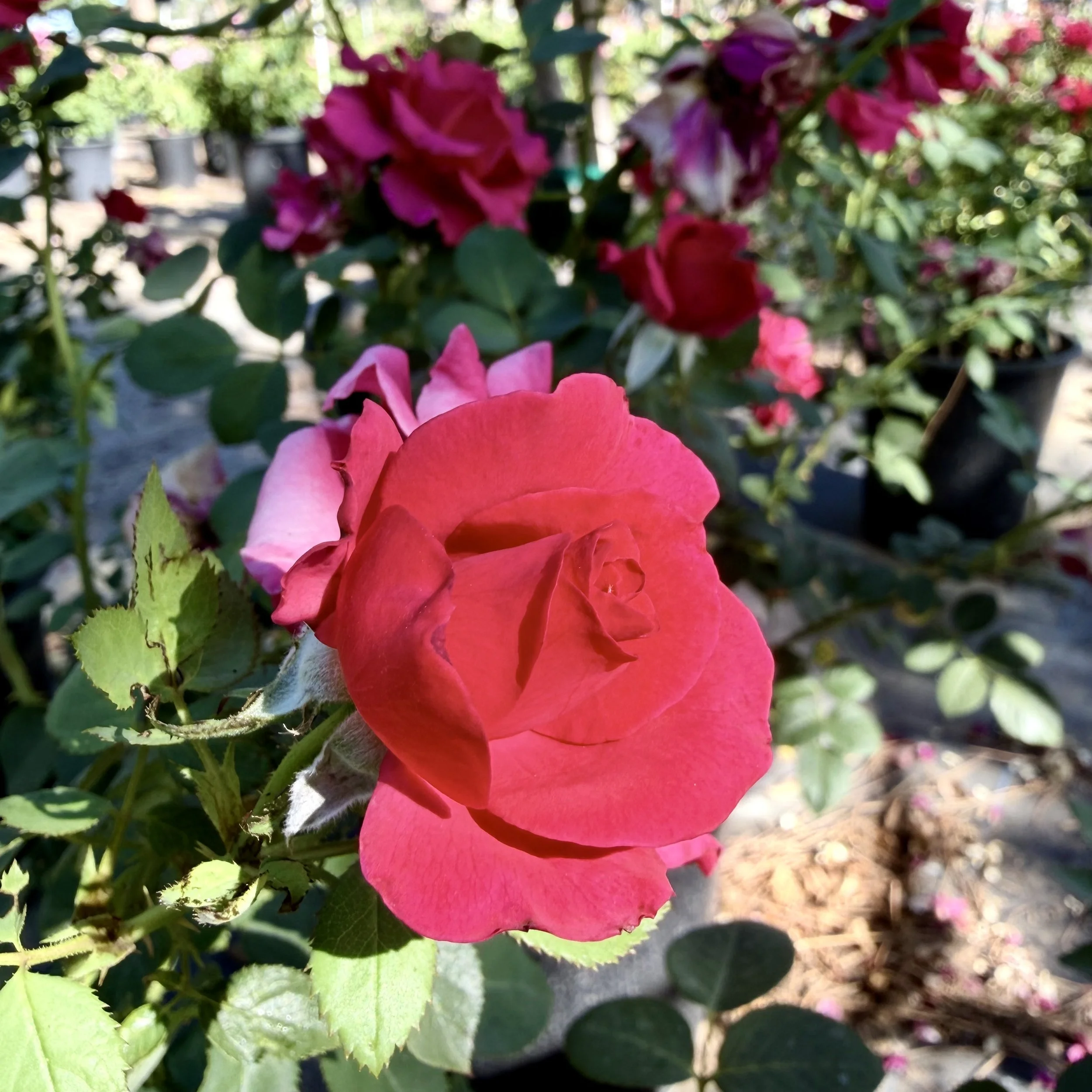 IMG_8086.jpeg