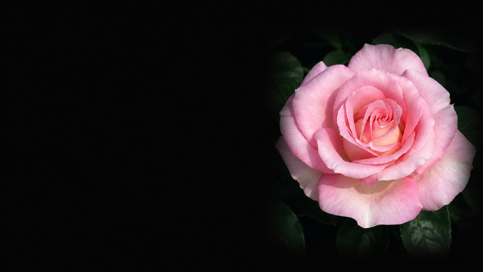 A pink rose with green leaves against a black background.
