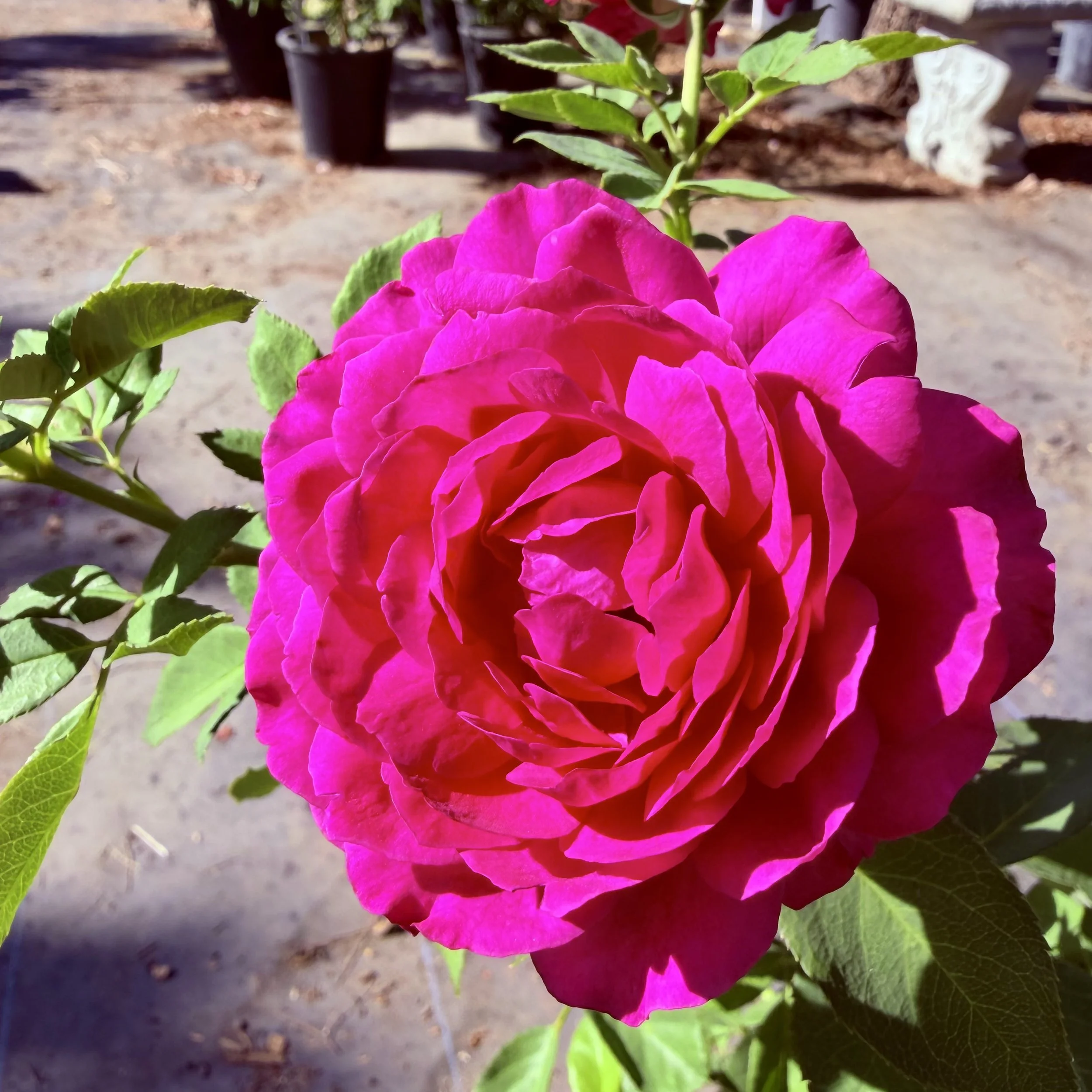 IMG_8096.jpeg