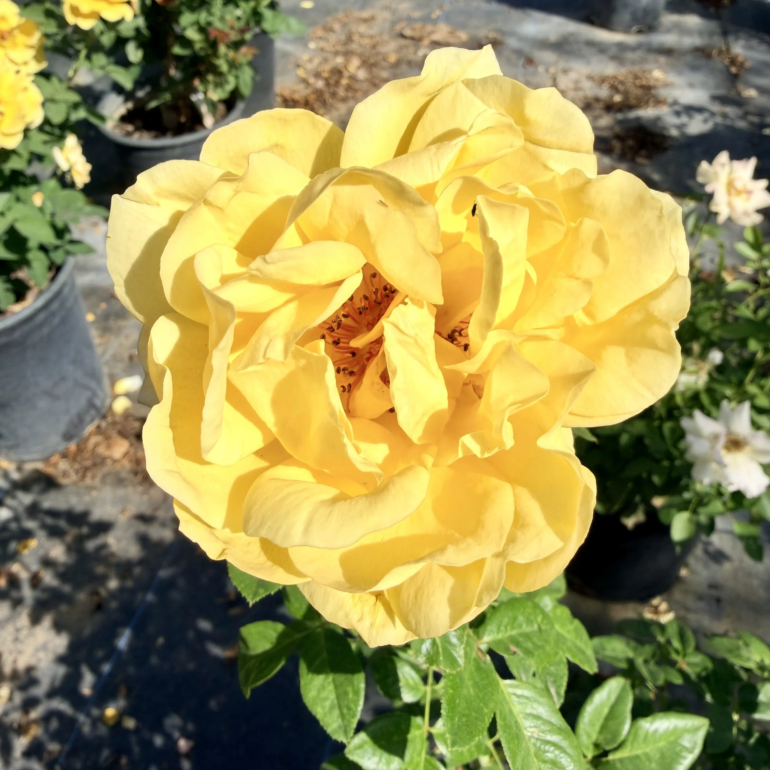 IMG_8530.jpeg